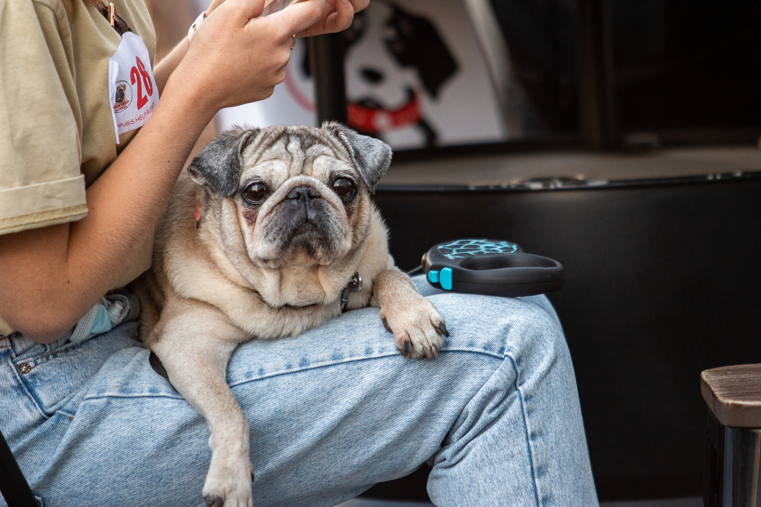 Собаки. Репортажный фотограф в Москве Юрьев Денис