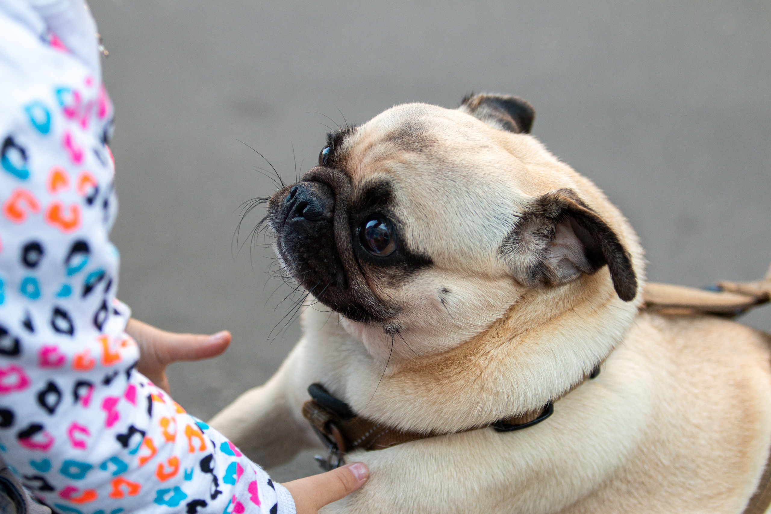 Собаки. Репортажный фотограф в Москве Юрьев Денис