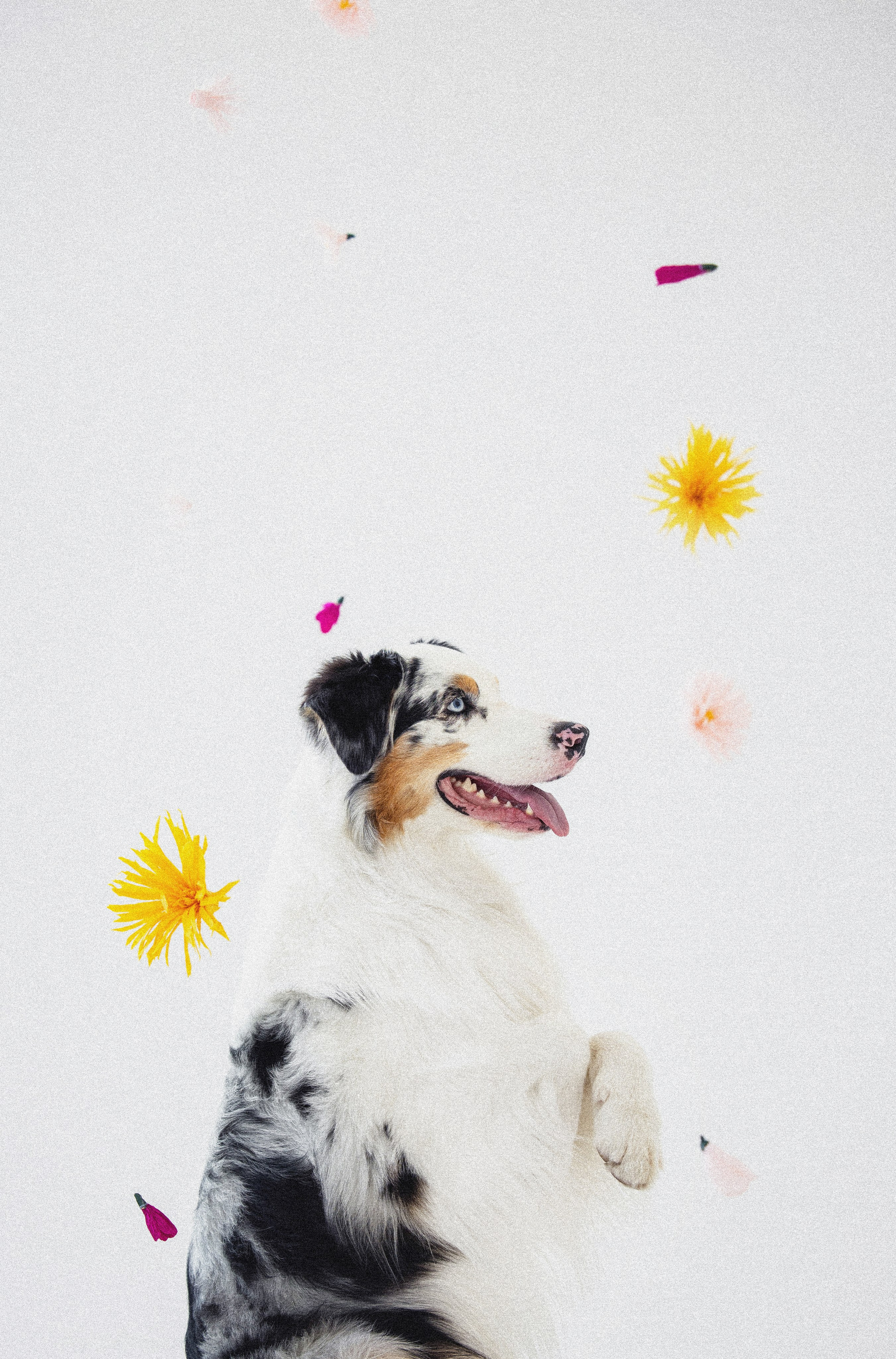 Портфолио. Фотограф-анималист в Екатеринбурге Марина Шишкина