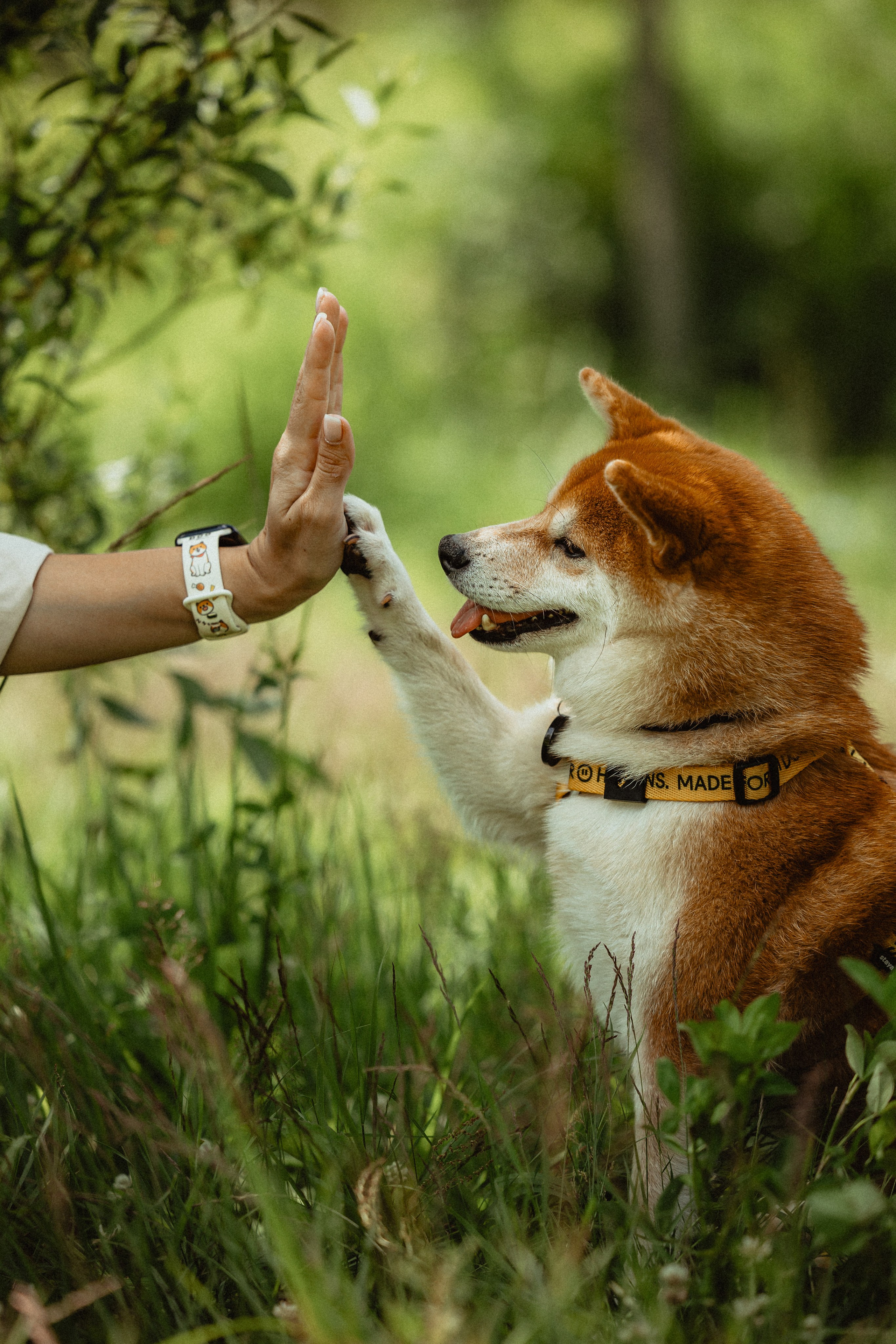 Выездной дог-тренинг от школы «Шерсть имею»
