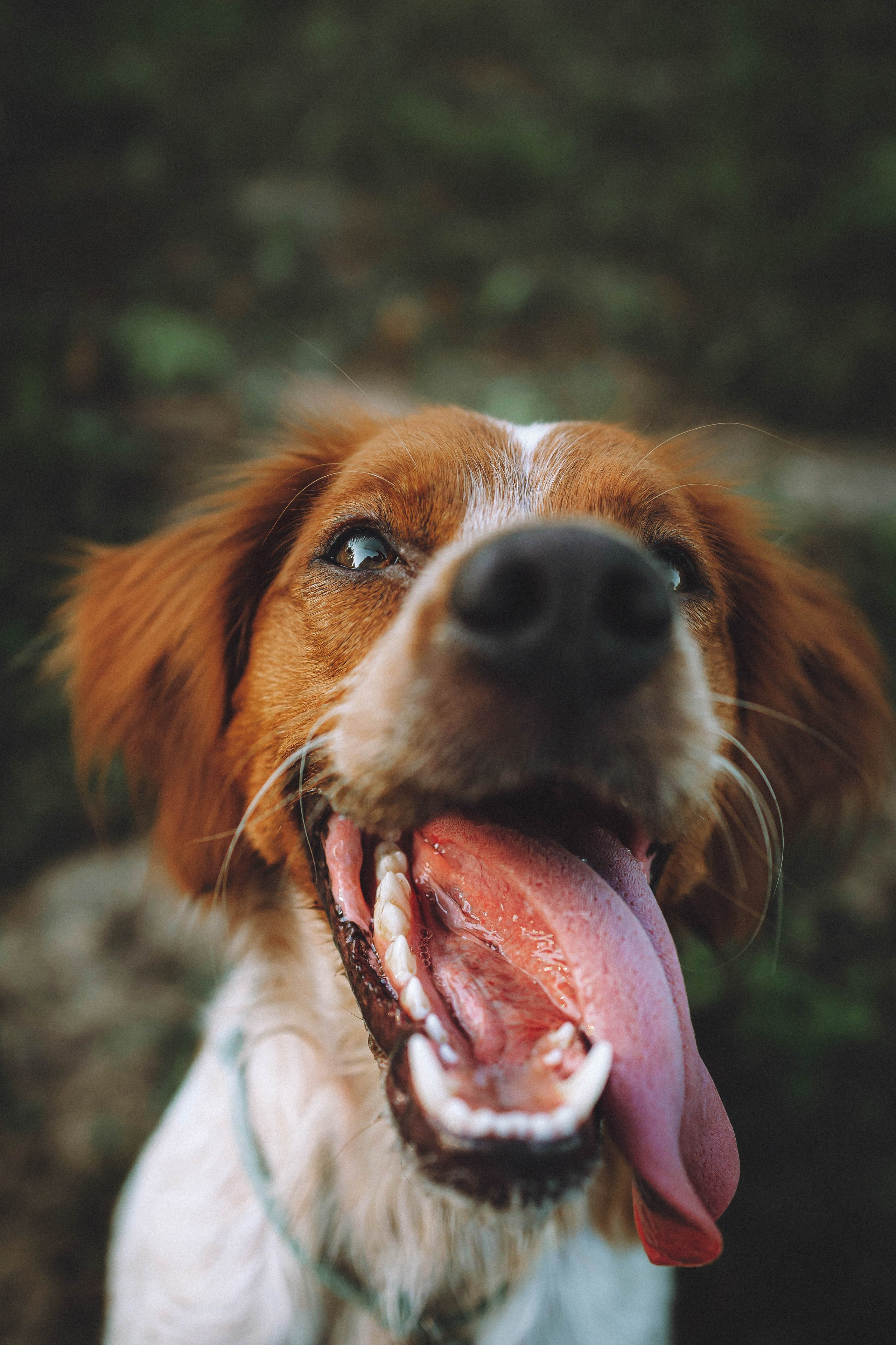 Камри и Пафи