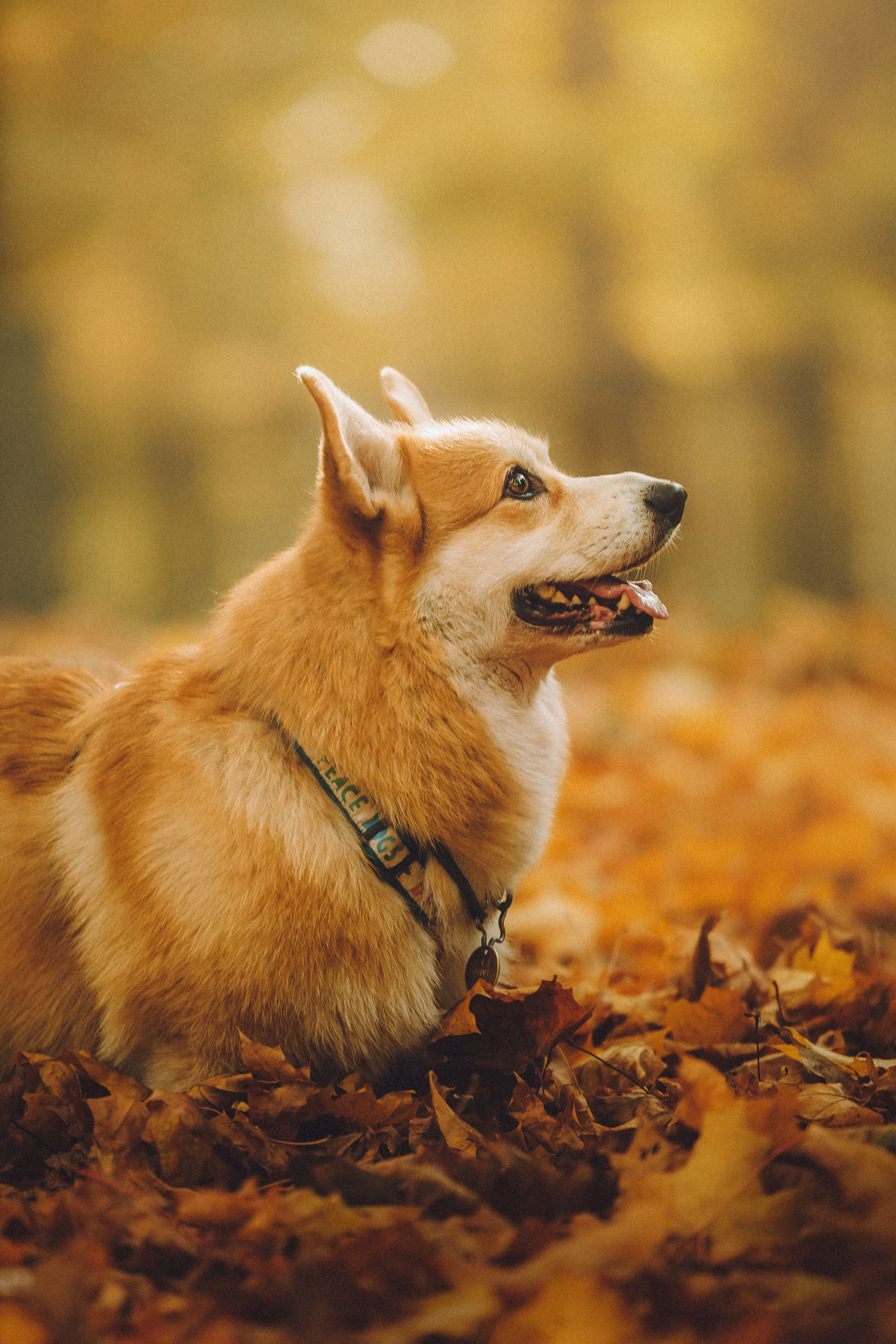 Аня, Максим и Филя