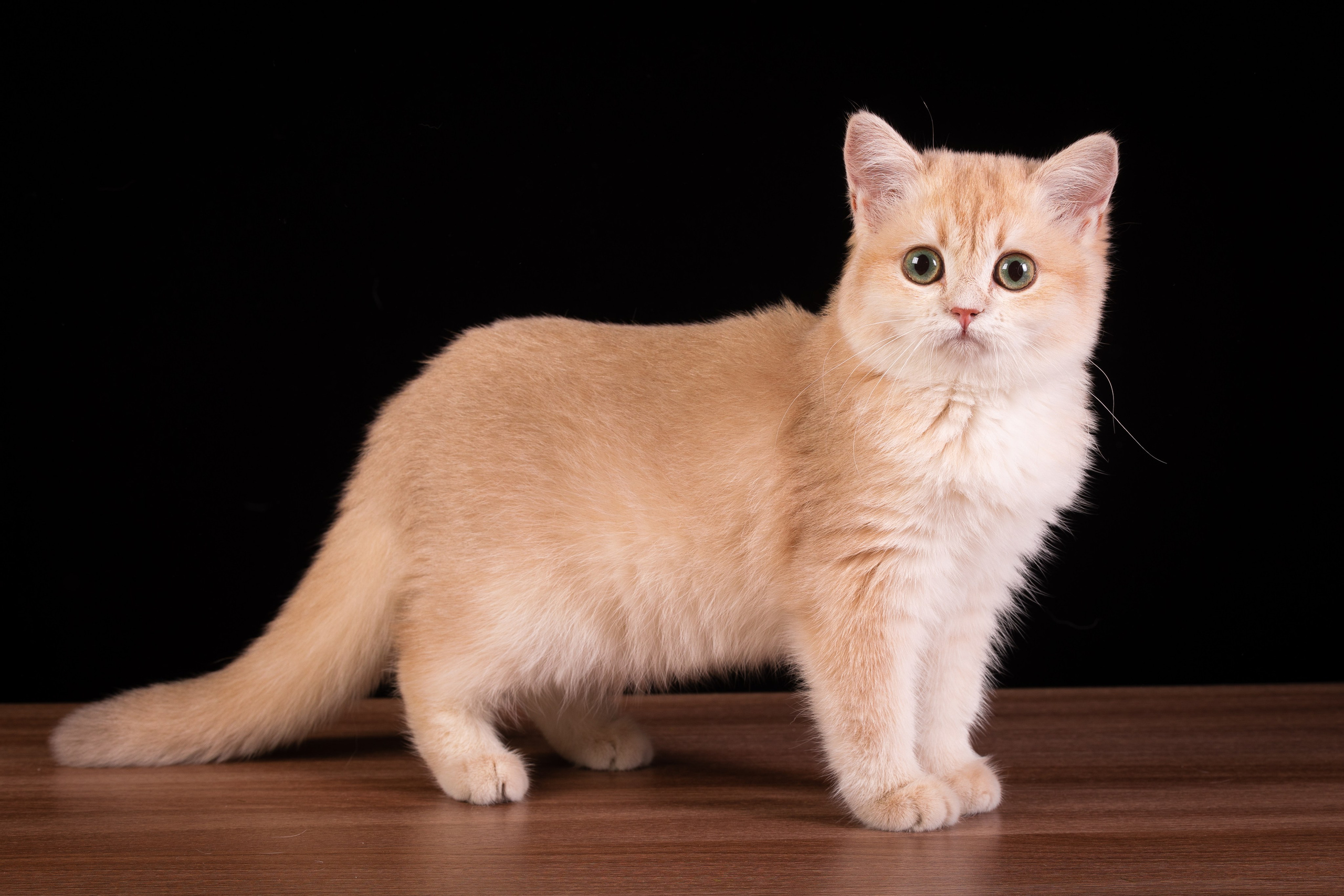 Фотосъемка кошек. Фотограф-анималист Natalia Deingel | Фотосъемка собак в Москве