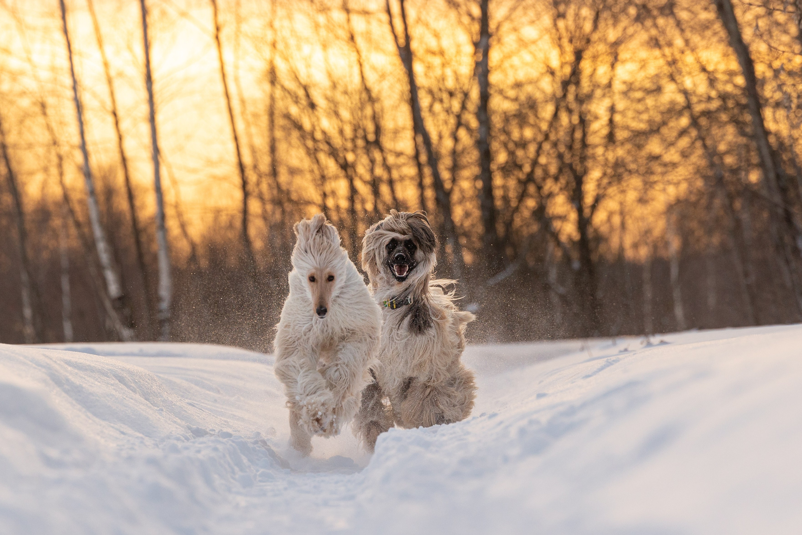 Игры афганов в снегу. Фотограф-анималист Natalia Deingel | Фотосъемка собак в Москве