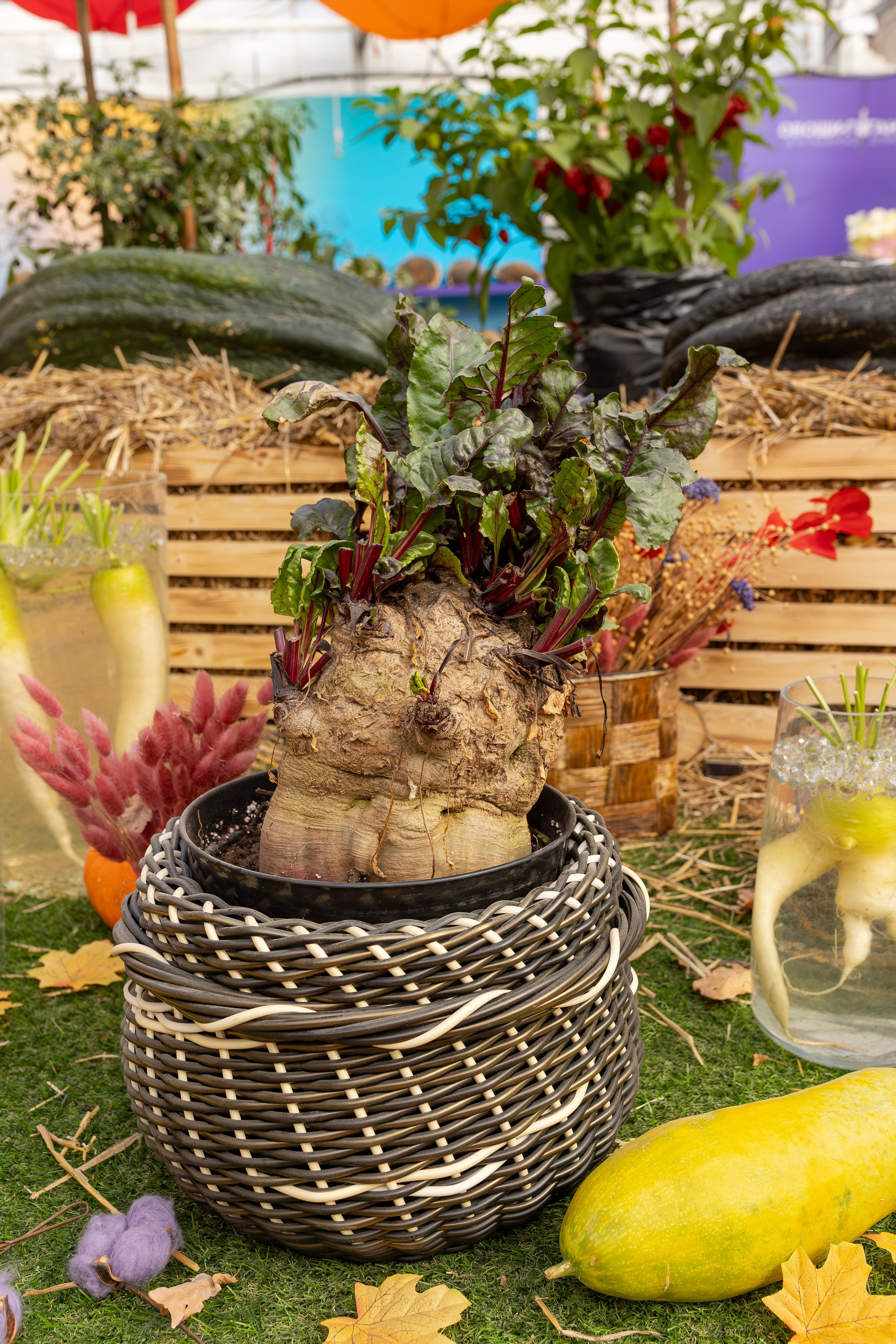 Овощи-гиганты. Александра Куликова фотограф, Москва