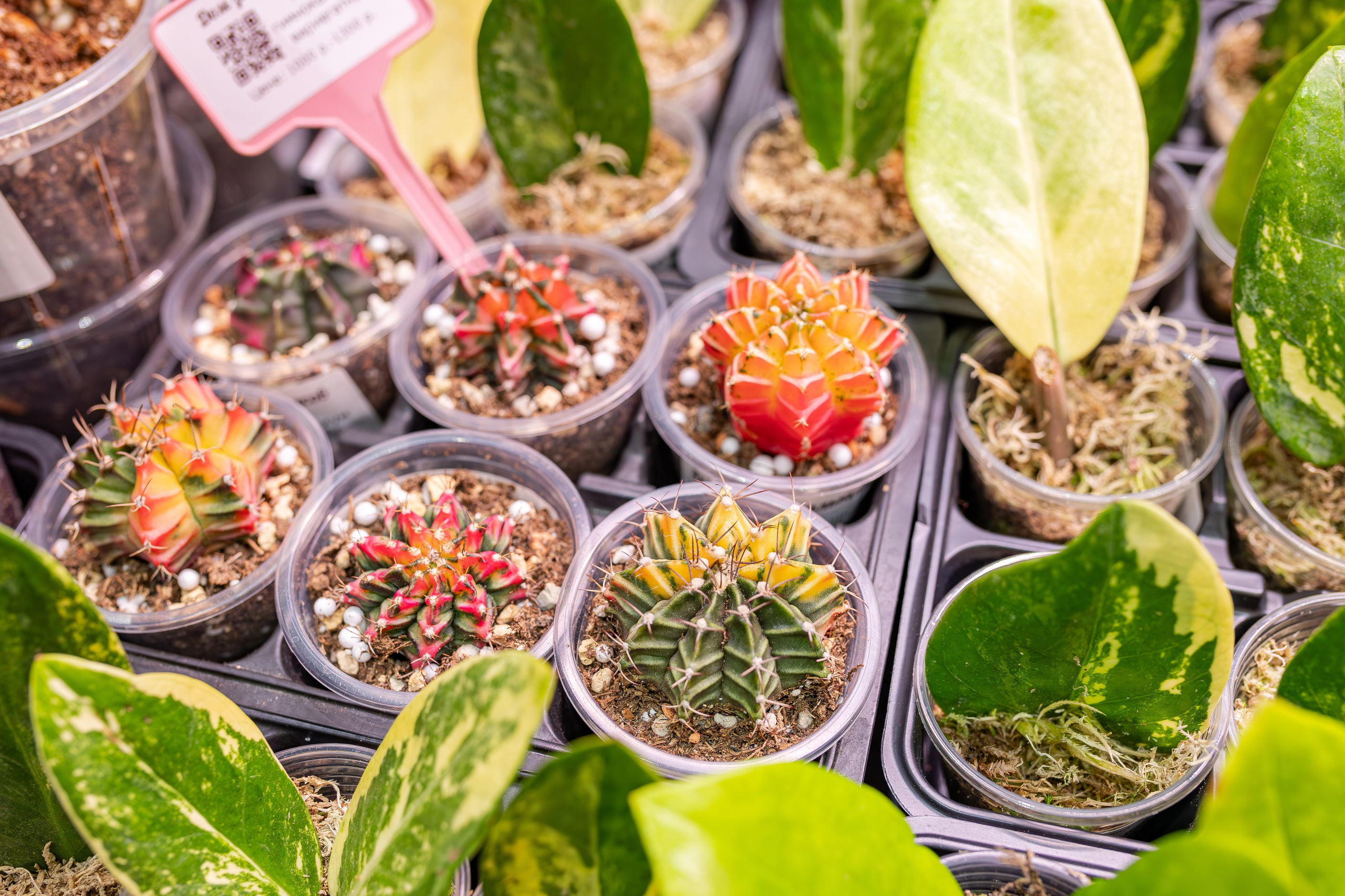 Монстериум апрель 2026. Александра Куликова фотограф, Москва