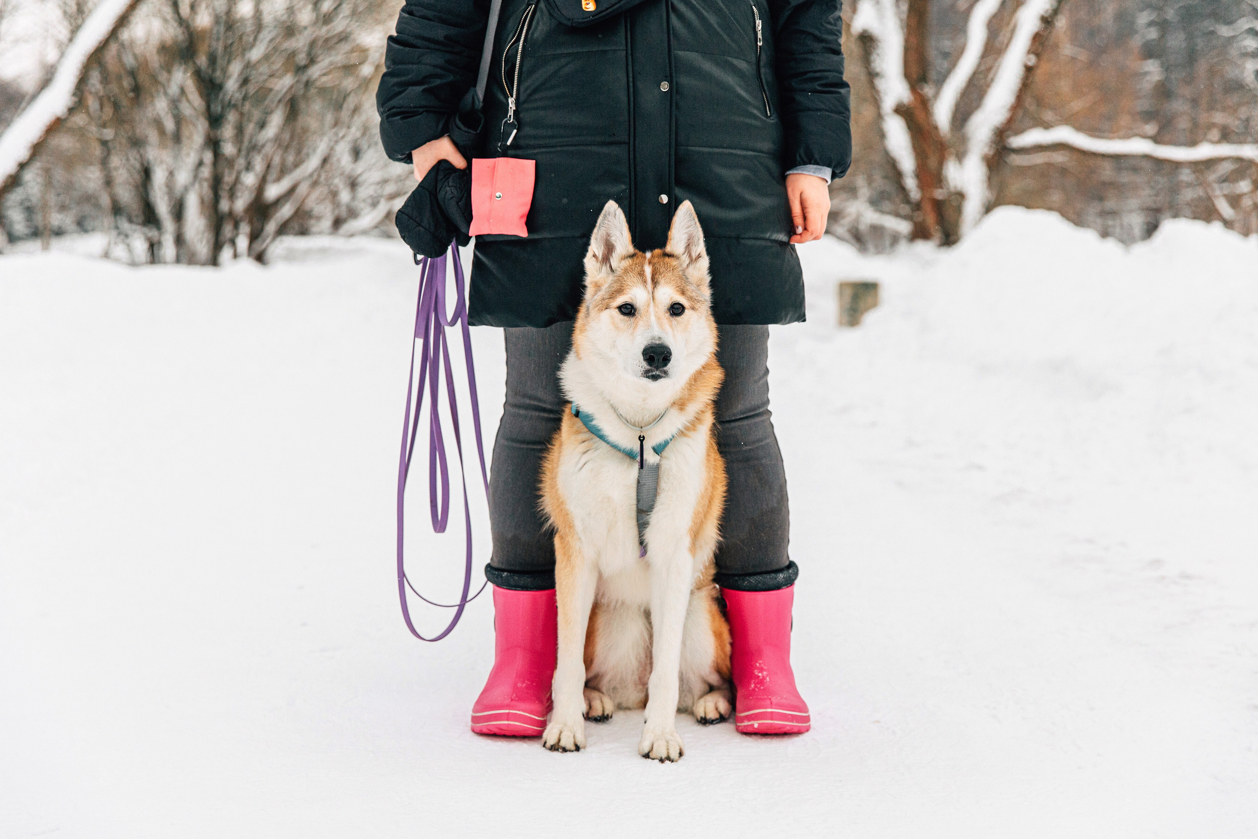 Леня и Лея. Фотограф-анималист в Москве Соломонова Варвара