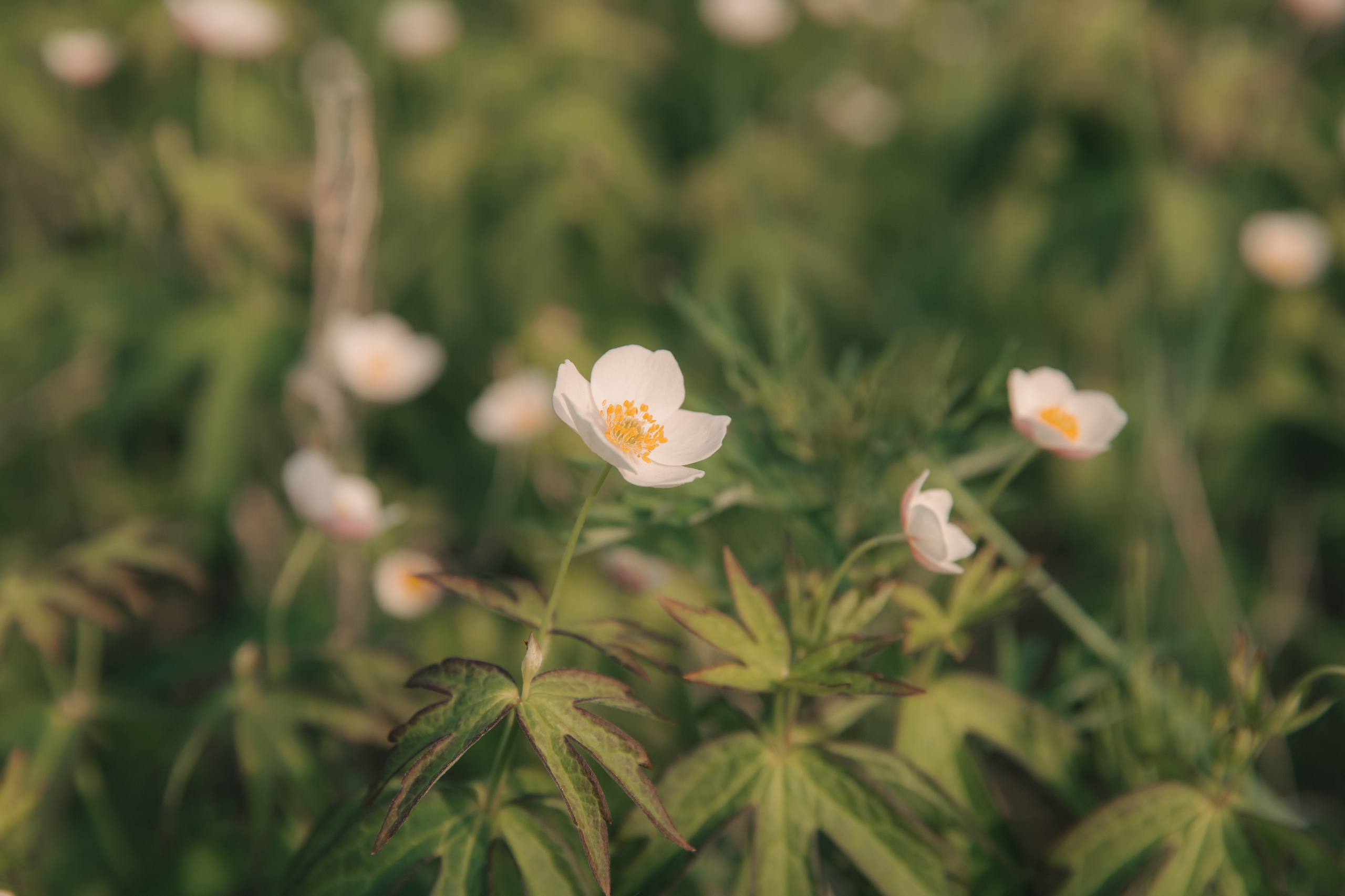 Виолетта и Мия. Воронистая Анастасия. Фотограф Якутия, Томпонский район