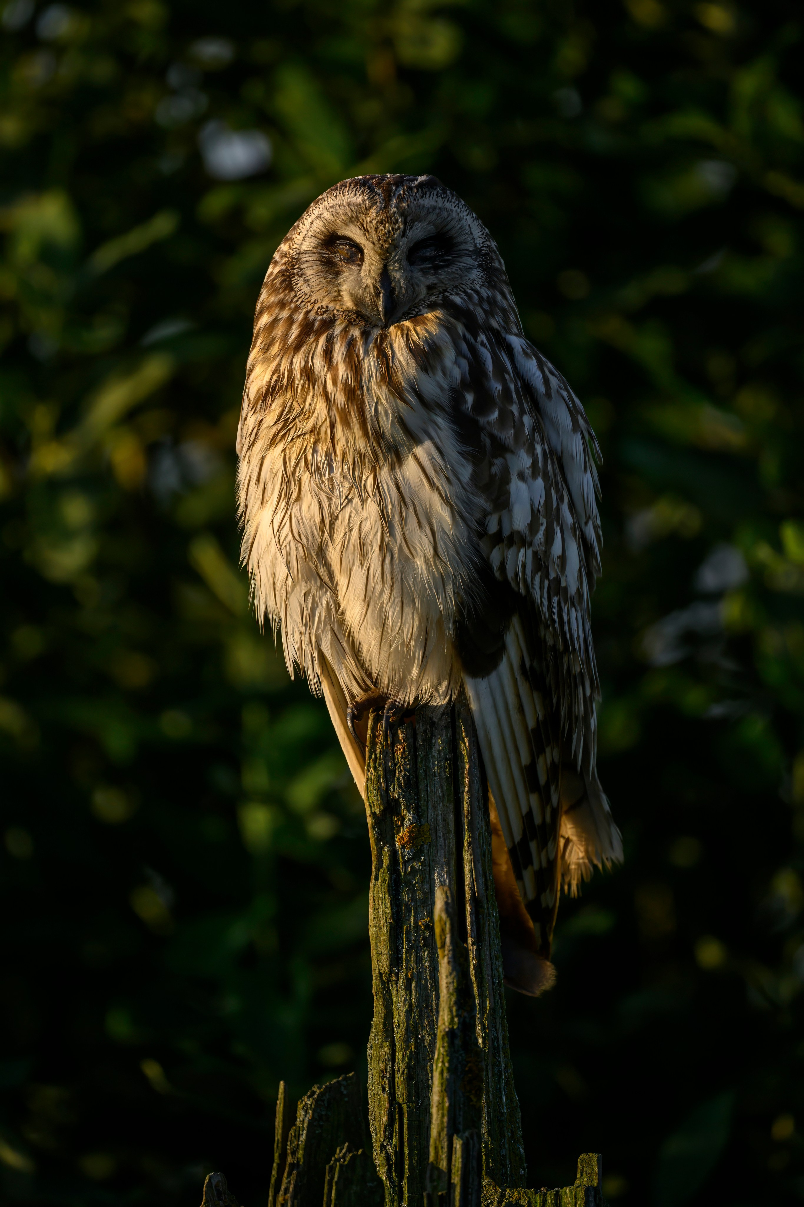 Short eared owl. Wildlife photography by Sergey Puponin