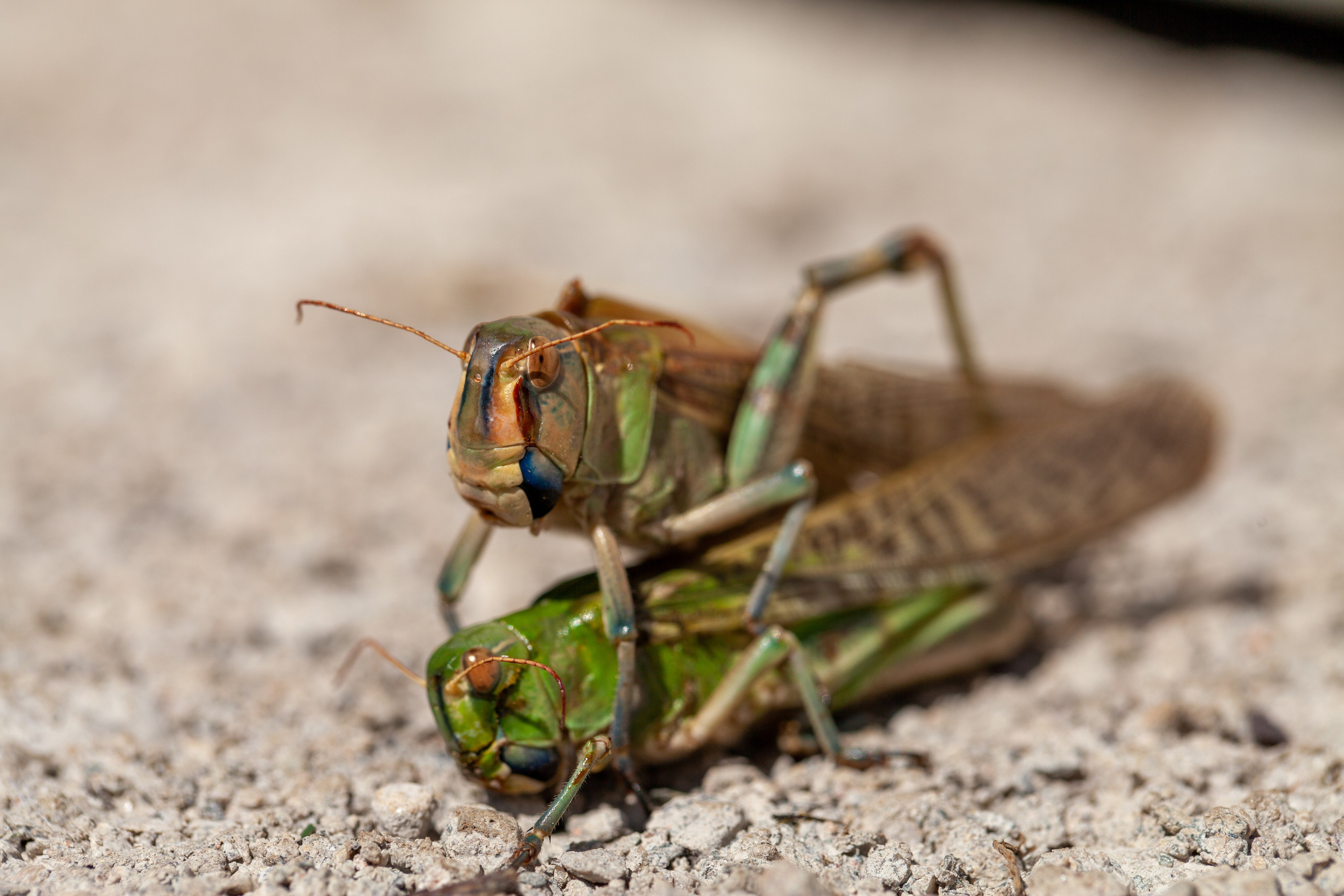 Саранча. Медиапродюсер, фотограф в Минеральных Водах —Виктор Холодов