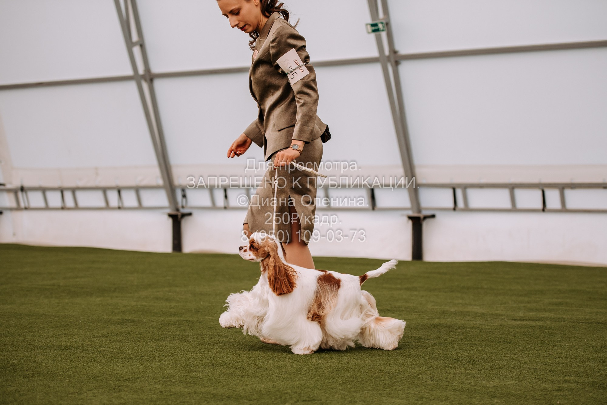 Выставка собак Красноярск 2.06. Фотограф Диана Оленина Красноярск / Братск