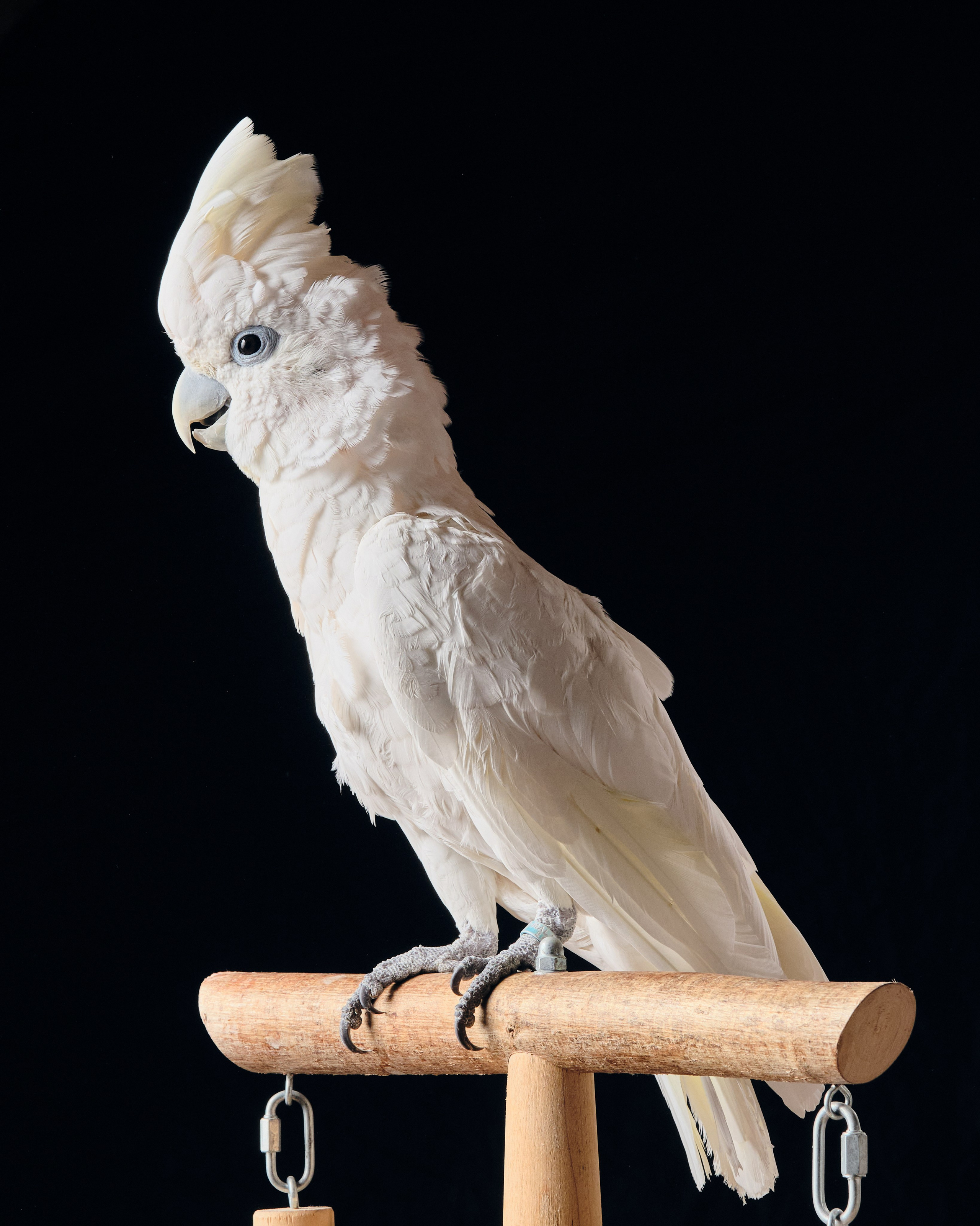 Фото с животными альбом. Фотограф в Москве — Галунина Кристина