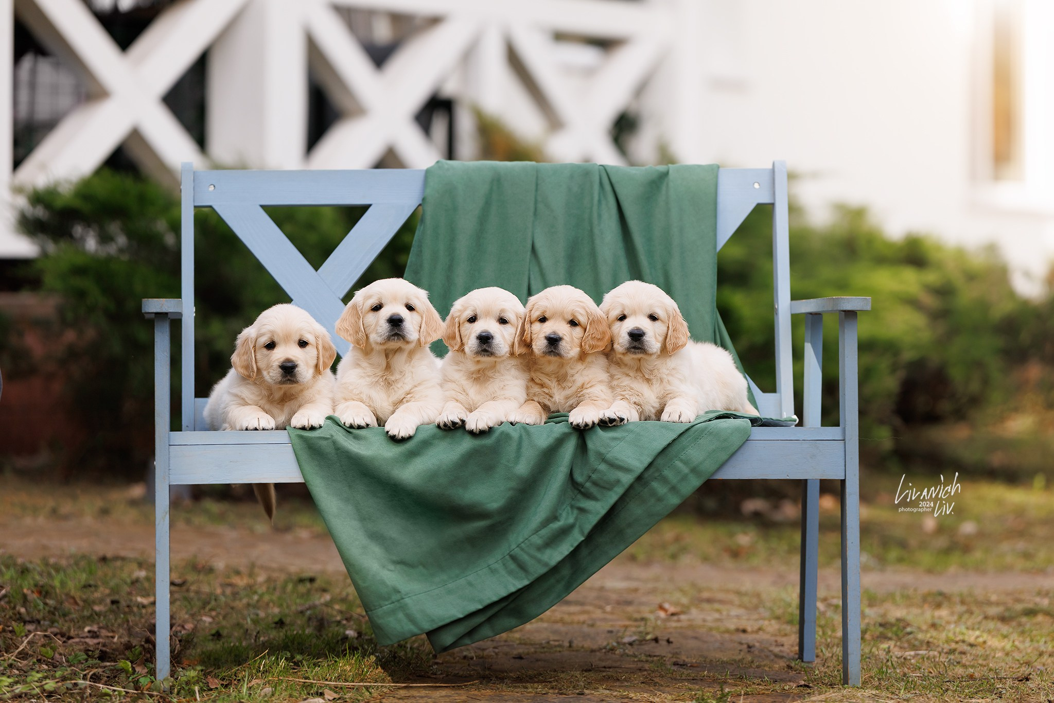 Щенки. Фотограф для вашей собаки