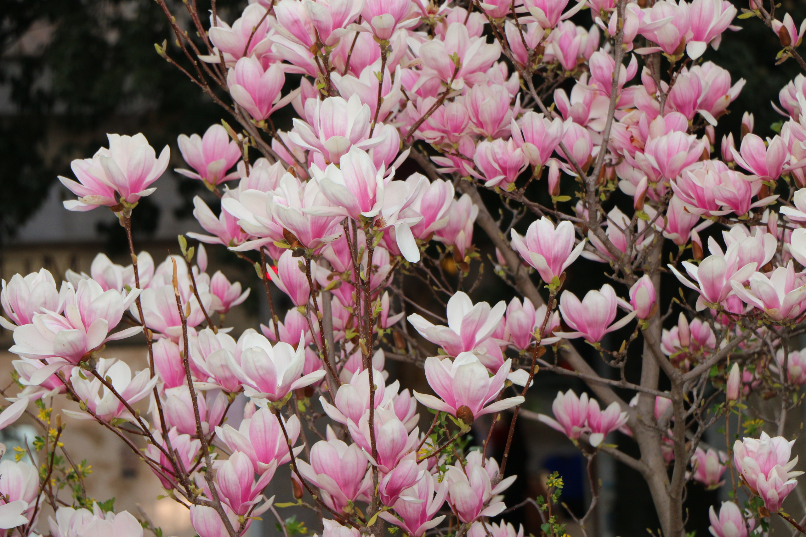 Природа. Семейный и детский фотограф в Ялте Ольга Солерина