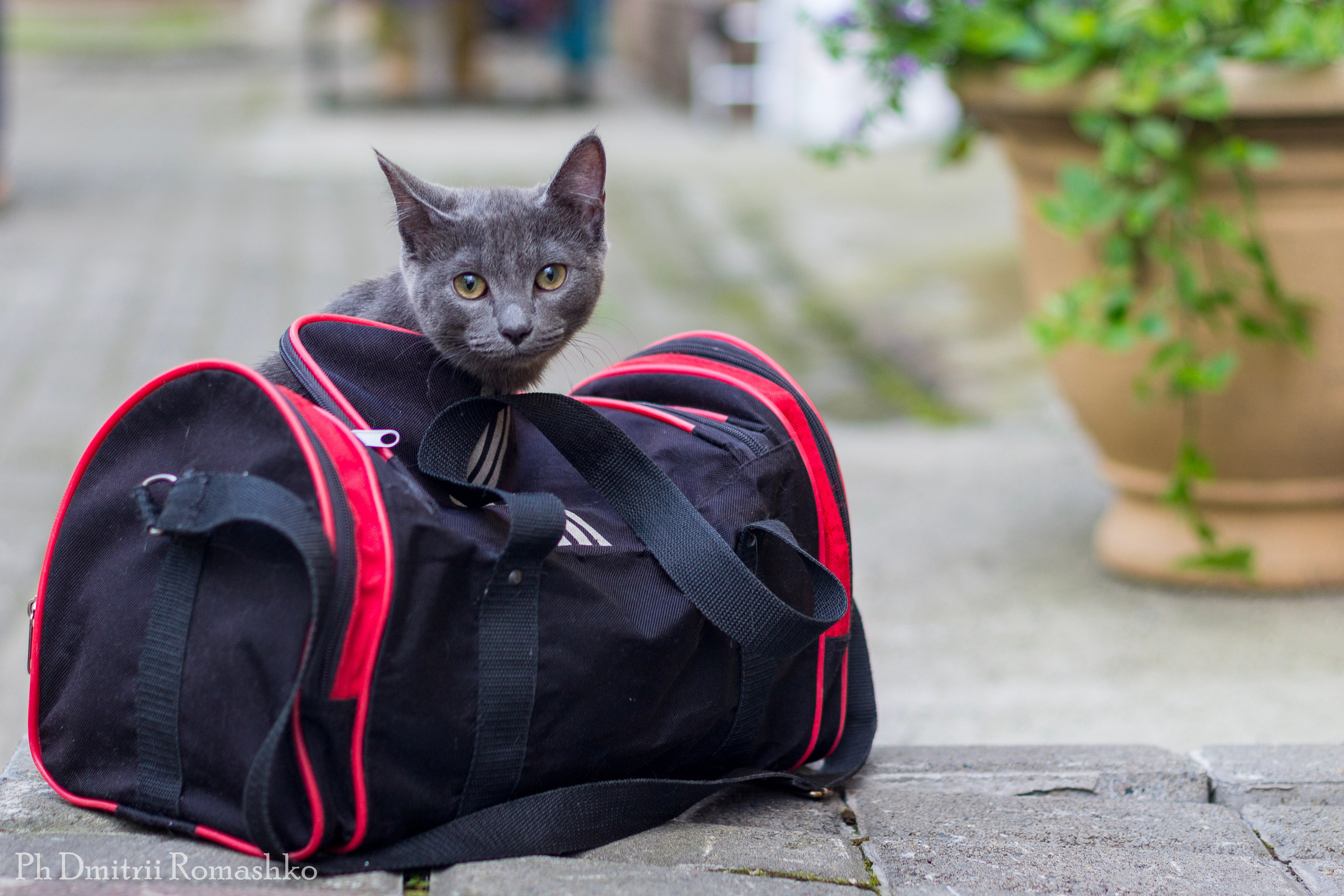 Анималистка. Фотограф Дмитрий Ромашко