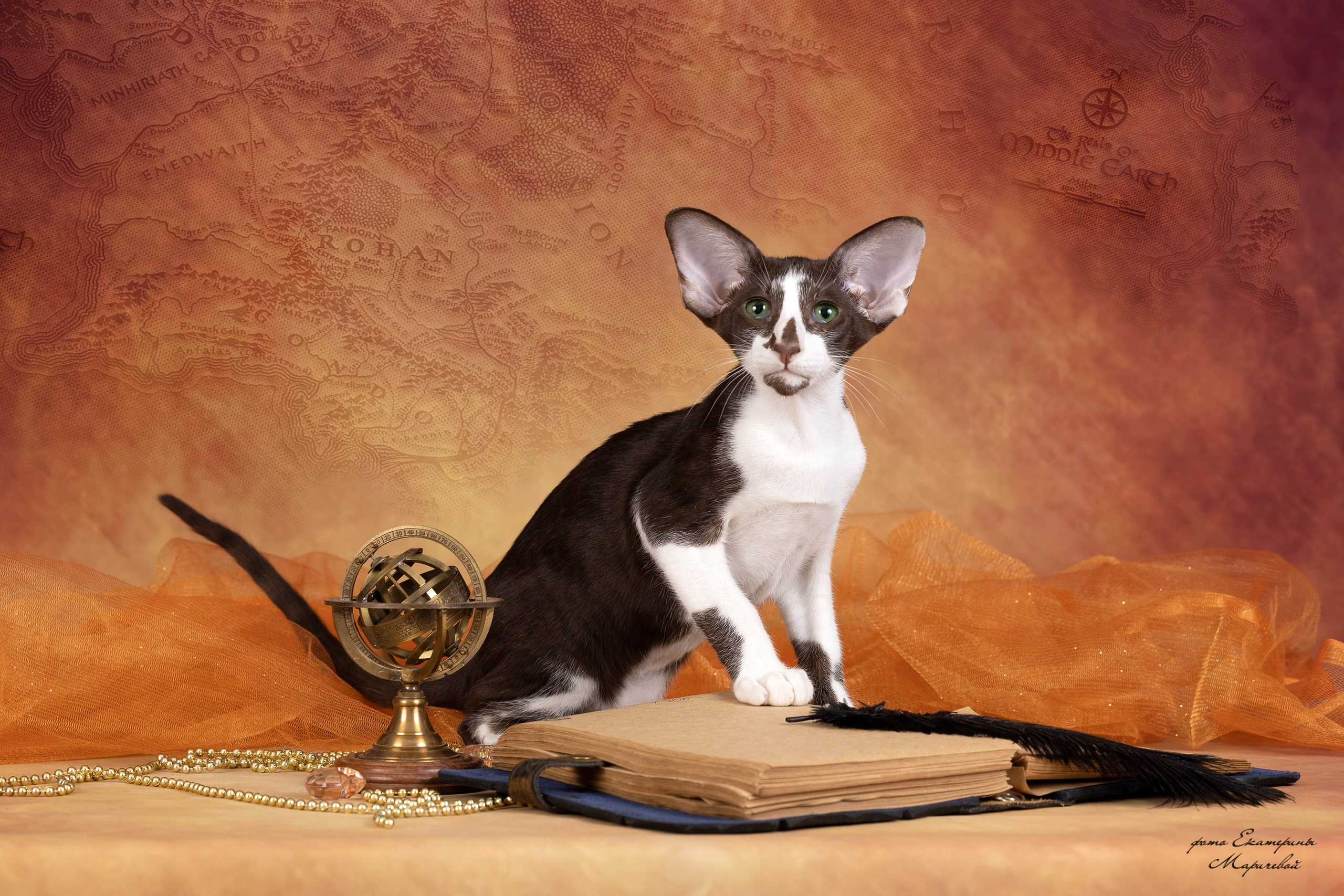 Галерея котят. Фотограф-анималист в Омске Екатерина Маричева