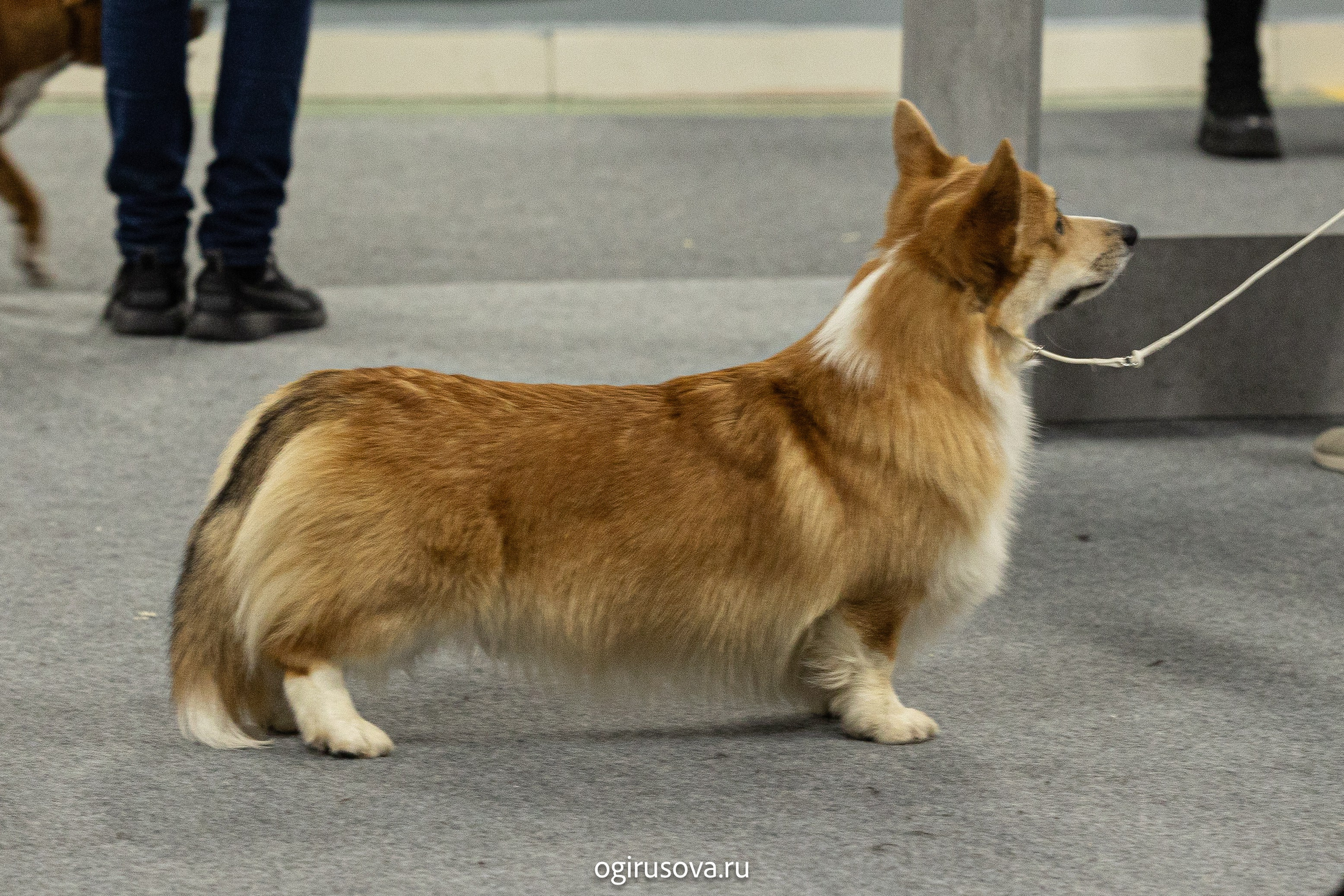 РОО КЛЖ «Олимп"+"Империя"+"Виктория».Выставка собак. Фотограф Ольга Гирусова «Пантерочка» Москва