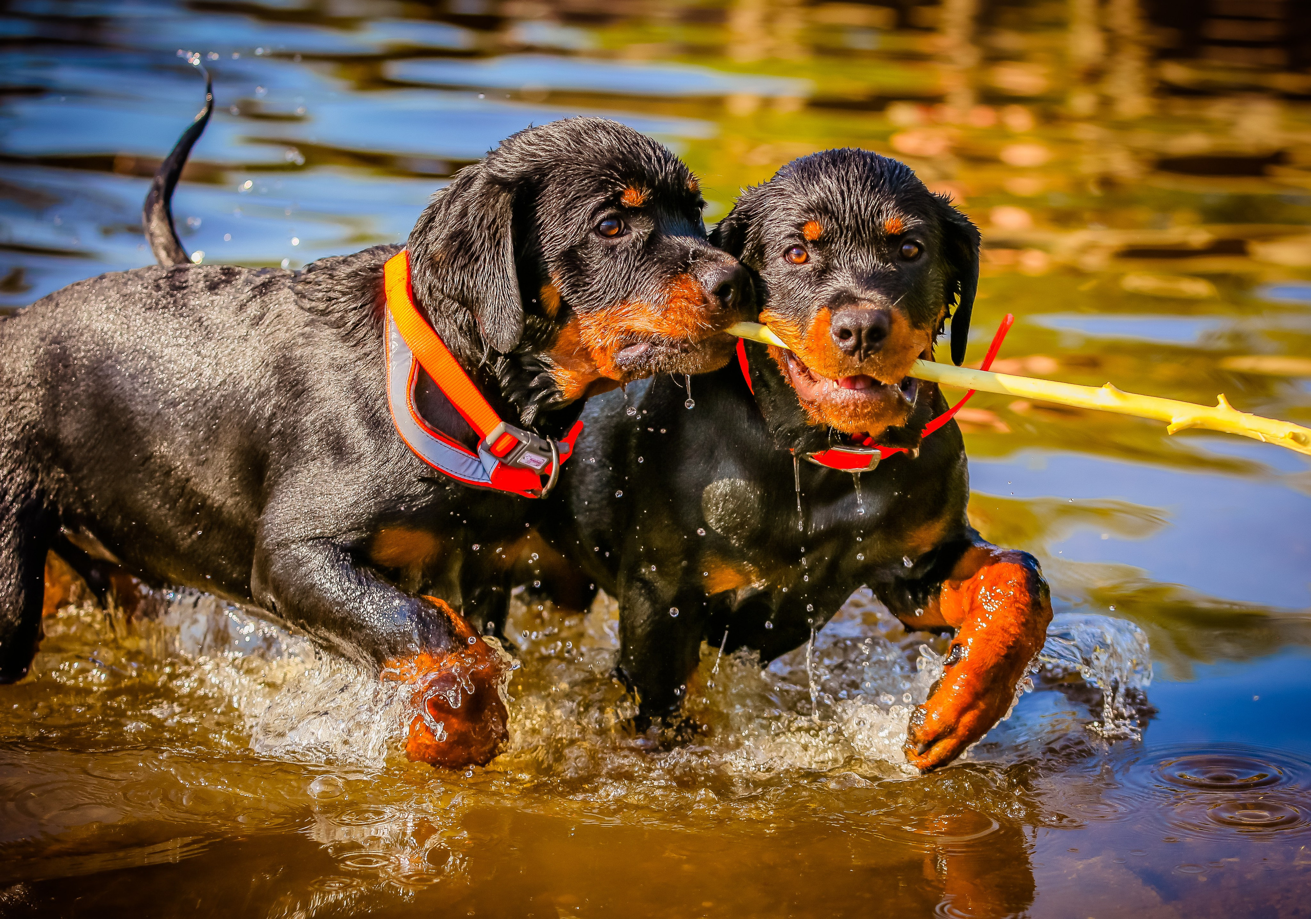 Животные. Авторские туры с профессиональным фотографом