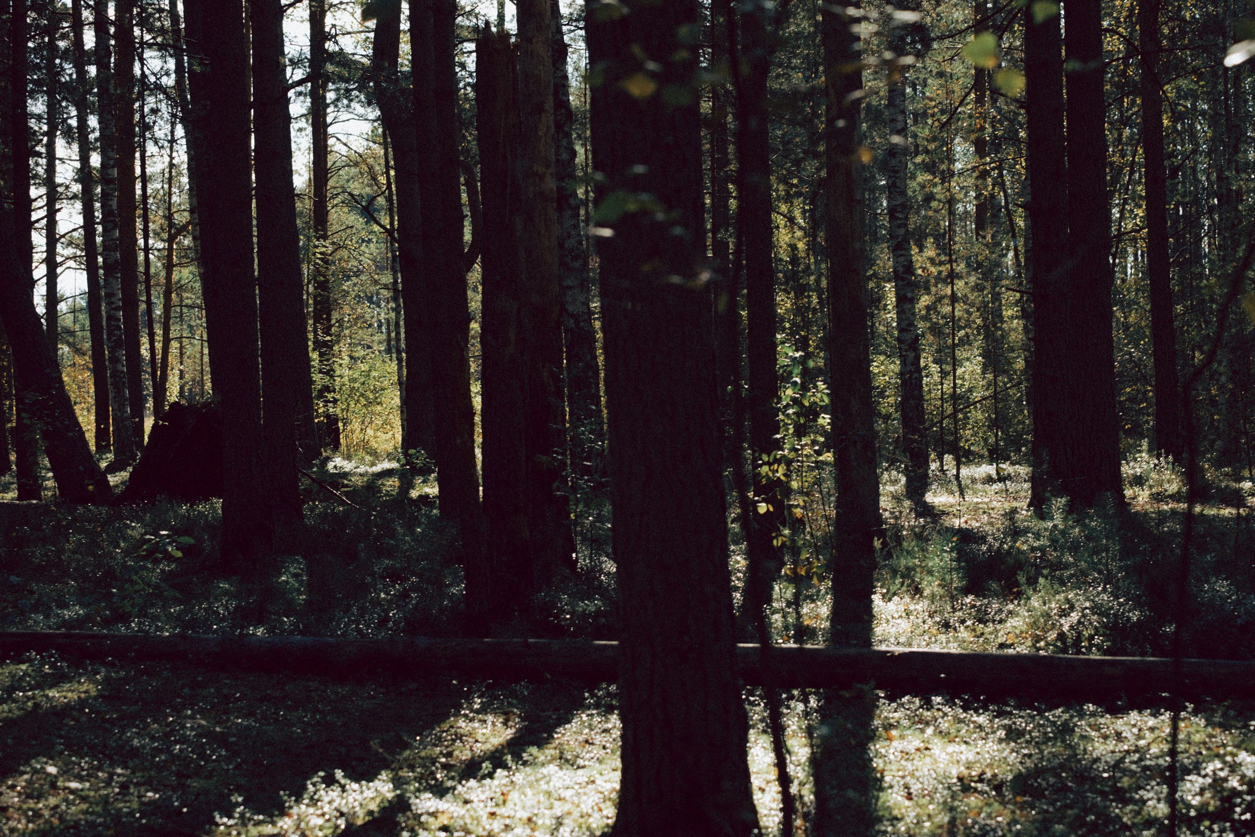 Осеняя прогулка. Профессиональный фотограф, Санкт-Петербург — Виктория Богомолова