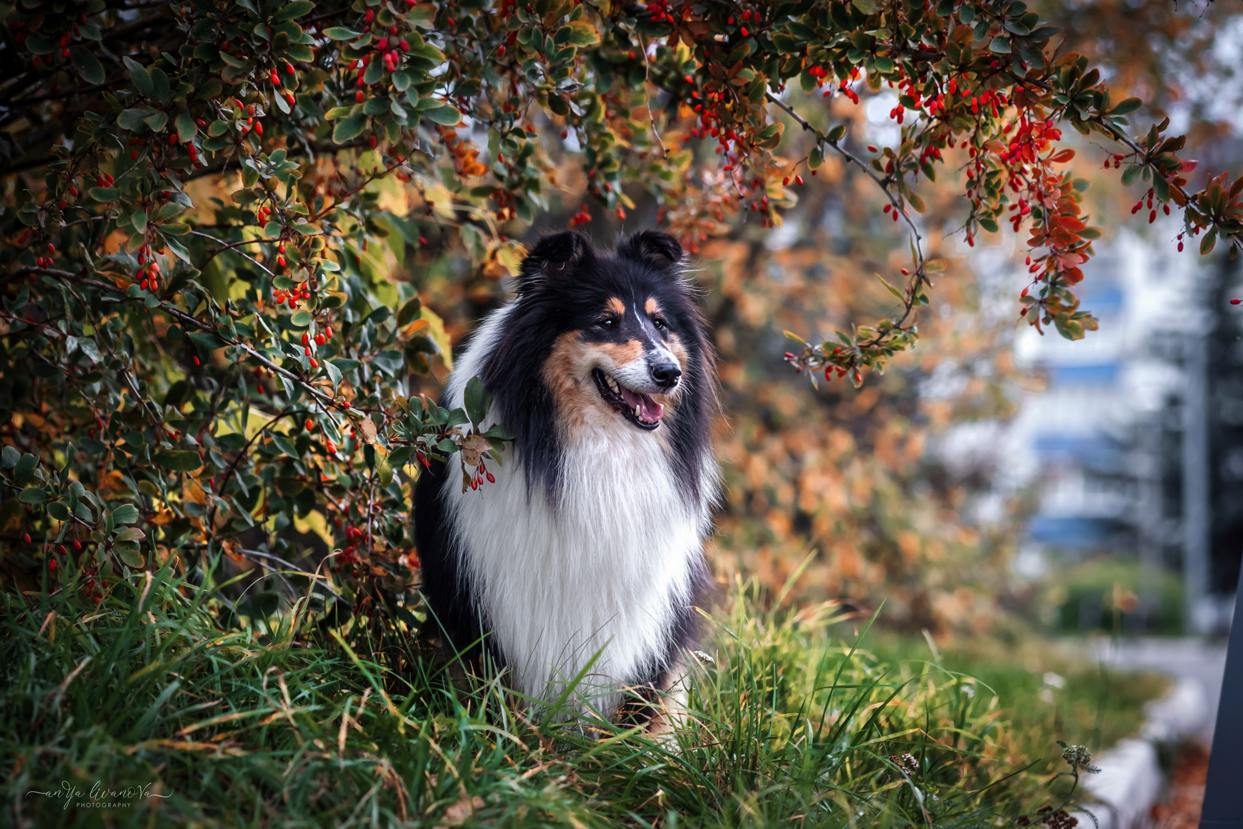Оля и Вива. Фотограф анималист Аня Ливанова | Рыбинск
