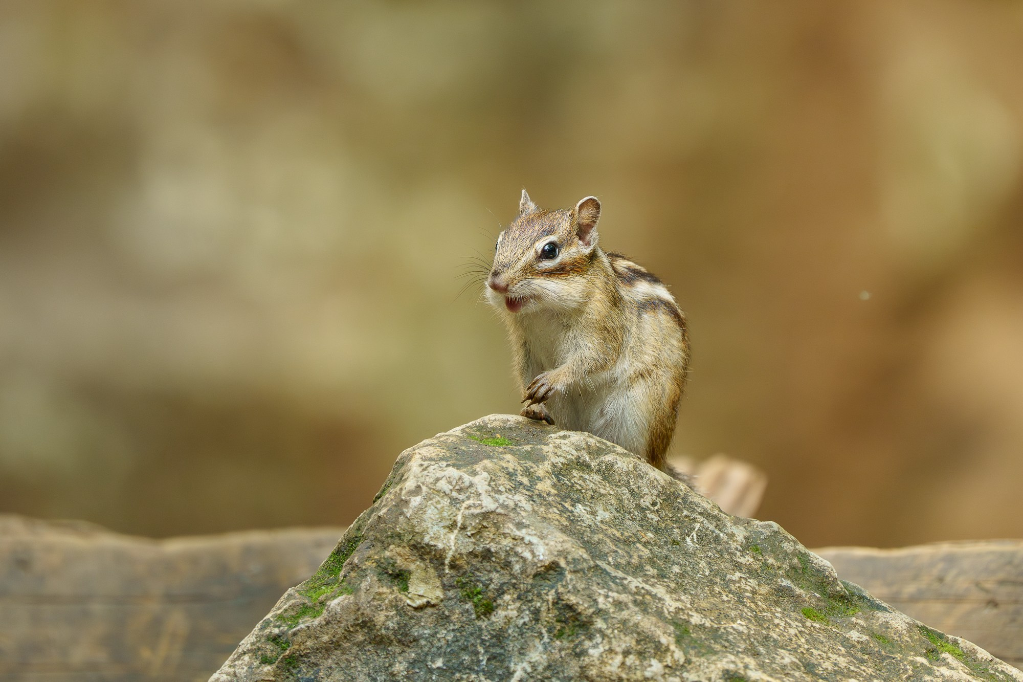 Животные. Ваш личный фотограф Марина Волкова