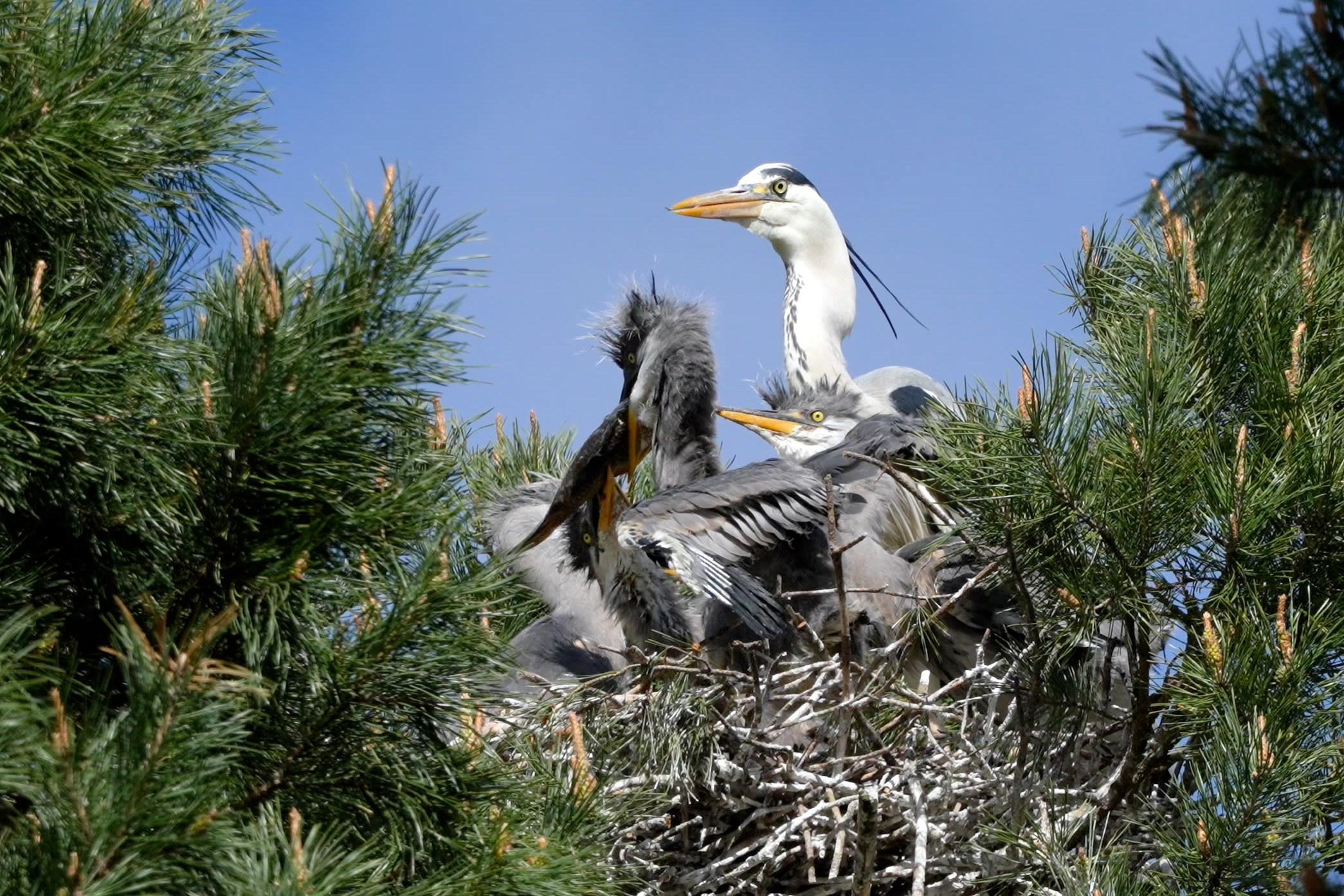 Удивительные мир птиц. Вокруг нас столько прекрасного — присмотритесь!. Ваш личный фотограф Марина Волкова