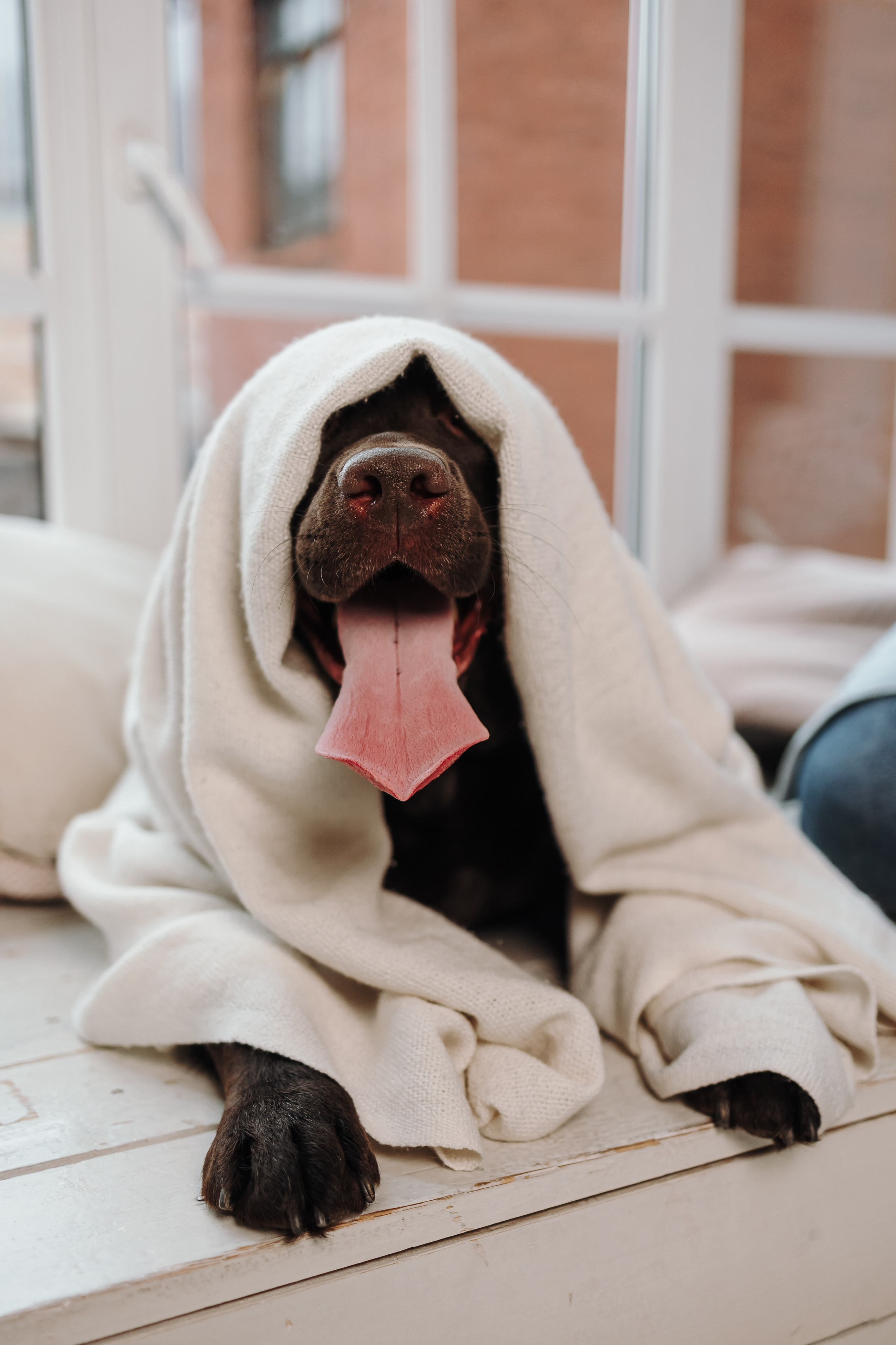 Груминг. Фотограф-анималист в Санкт-Петербурге Алина Яхонт