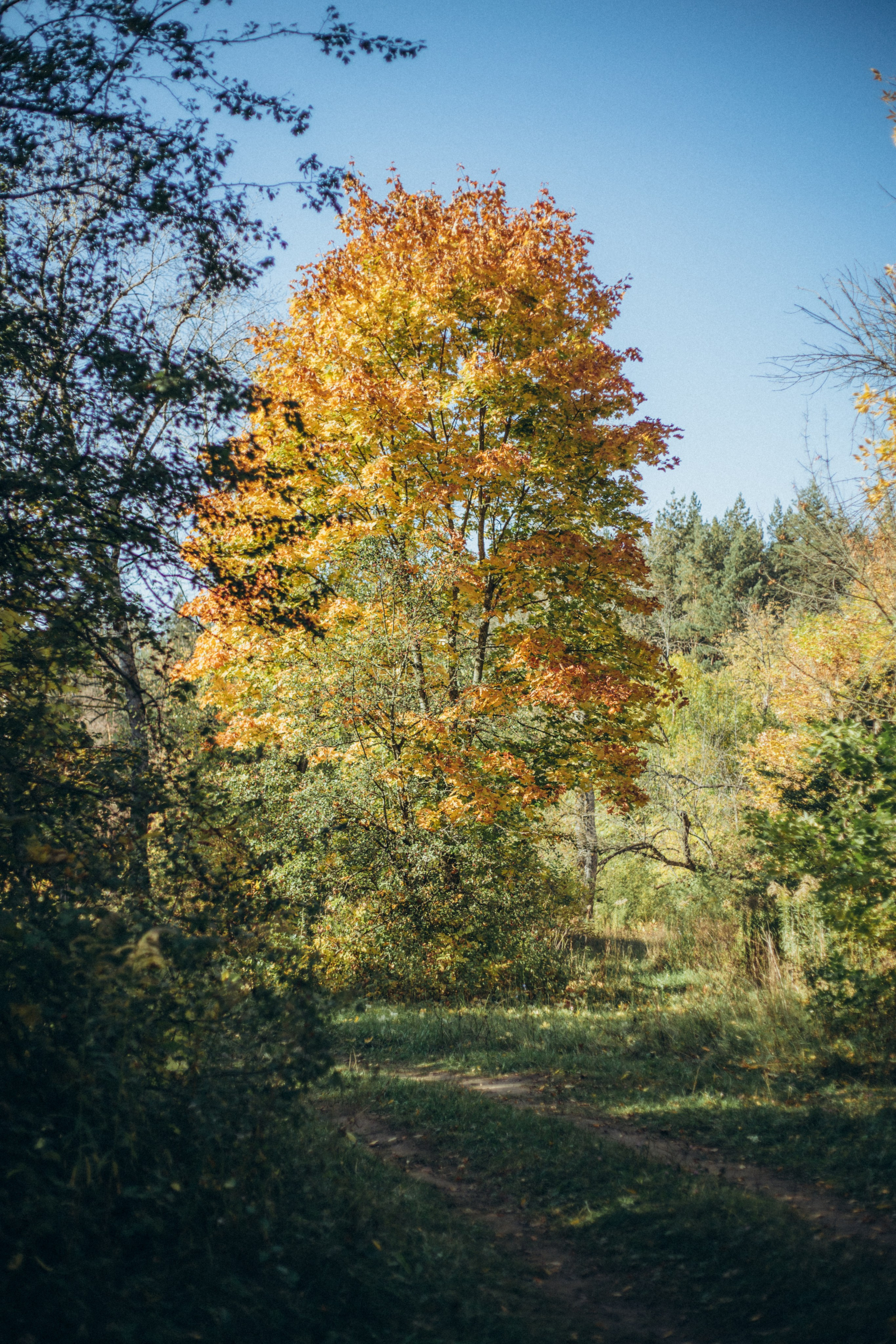 Лес. Семейный и репортажный фотограф в Орле