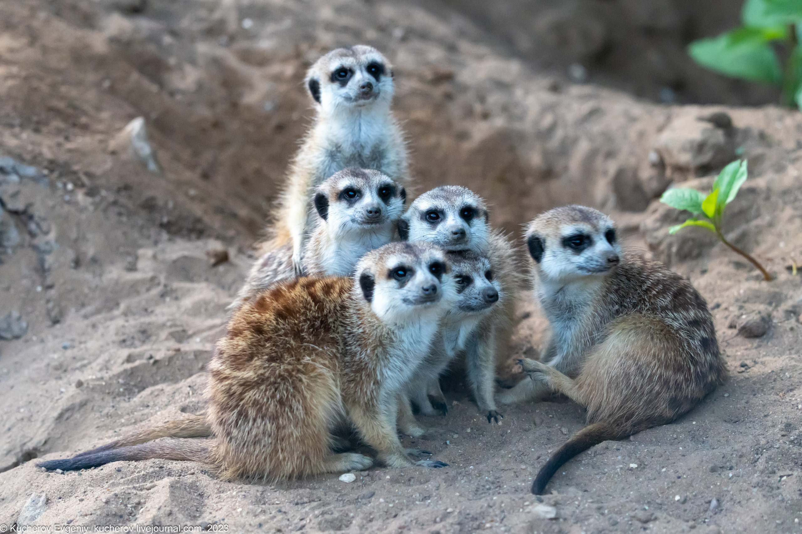 Сурикаты. Кучеров Евгений. Фотограф