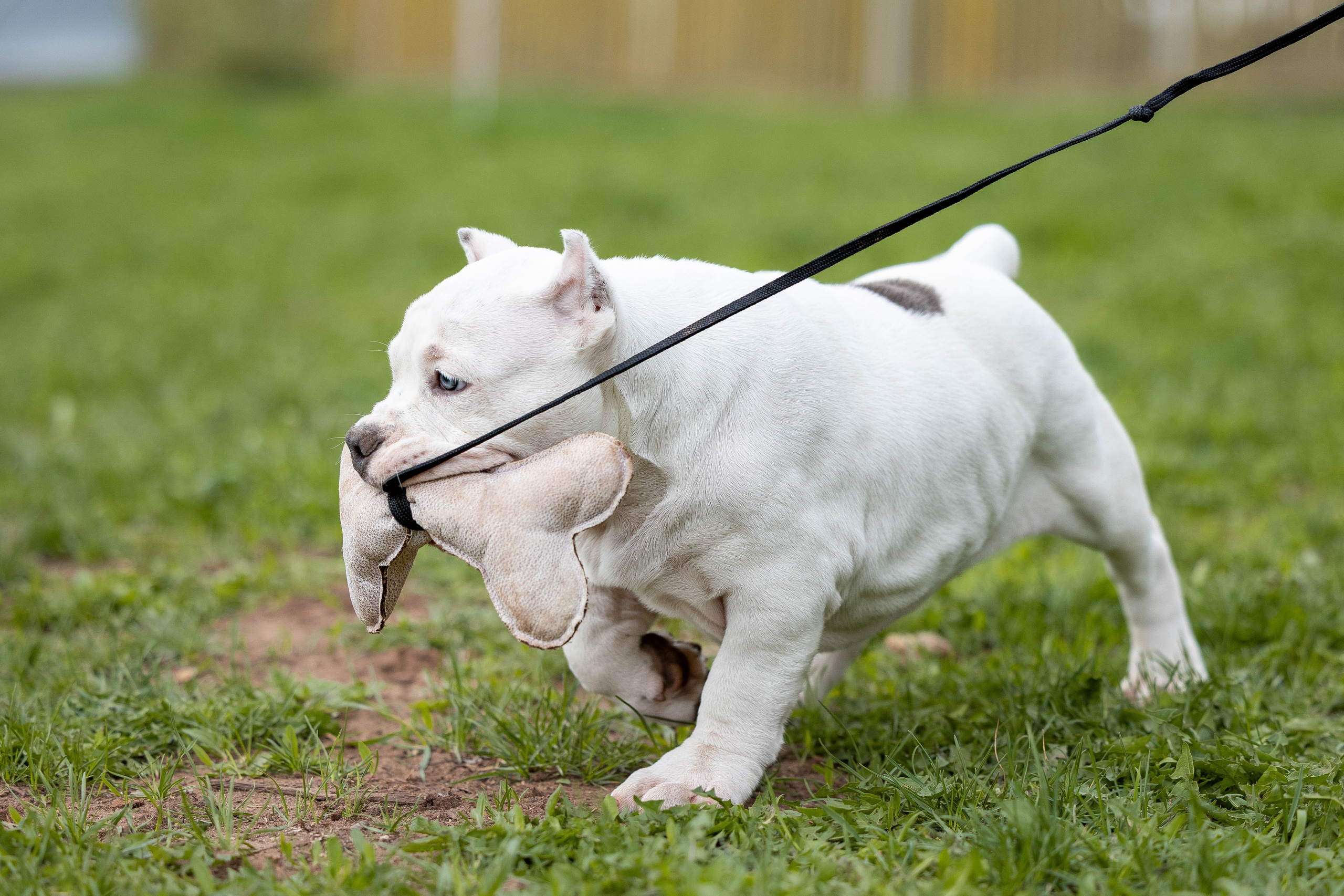 Щенки булли. Фотограф Анималист в Перми Анастасия Остерман