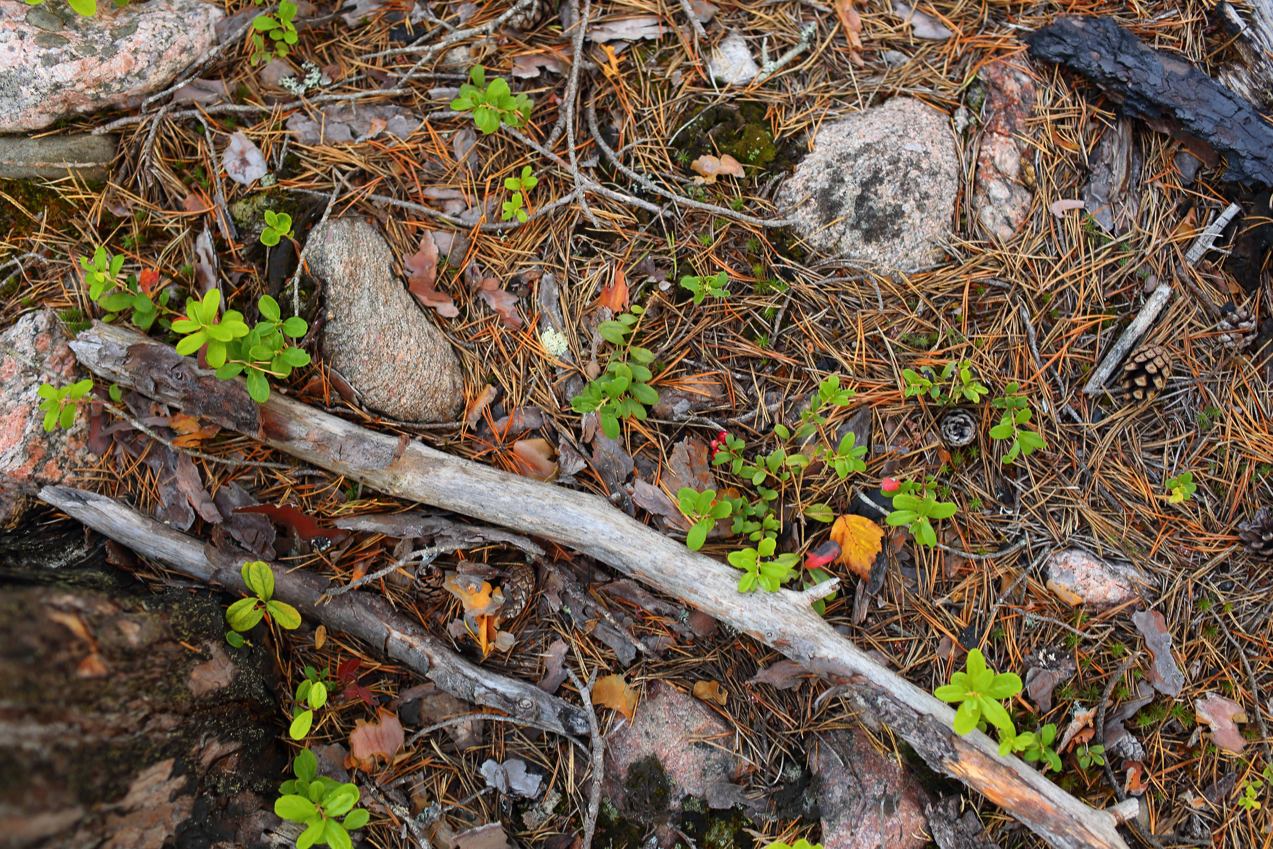 Ленинградская область — Карелия. Свадебный и репортажный фотограф в Ярославле и Санкт-Петербурге Роман Микрюков