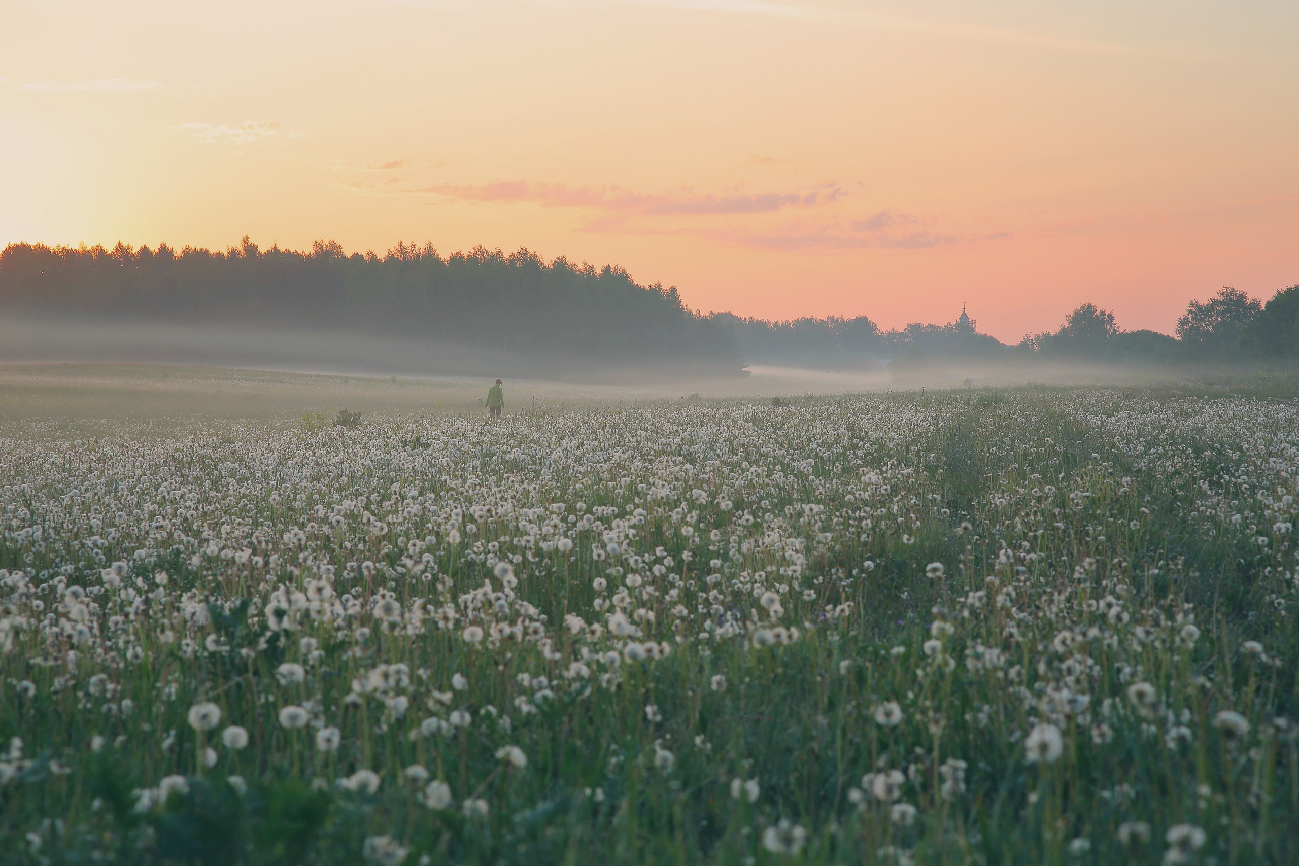 Одуванчики, утро, туман, вдохновение. Свадебный и репортажный фотограф в Ярославле и Санкт-Петербурге Роман Микрюков