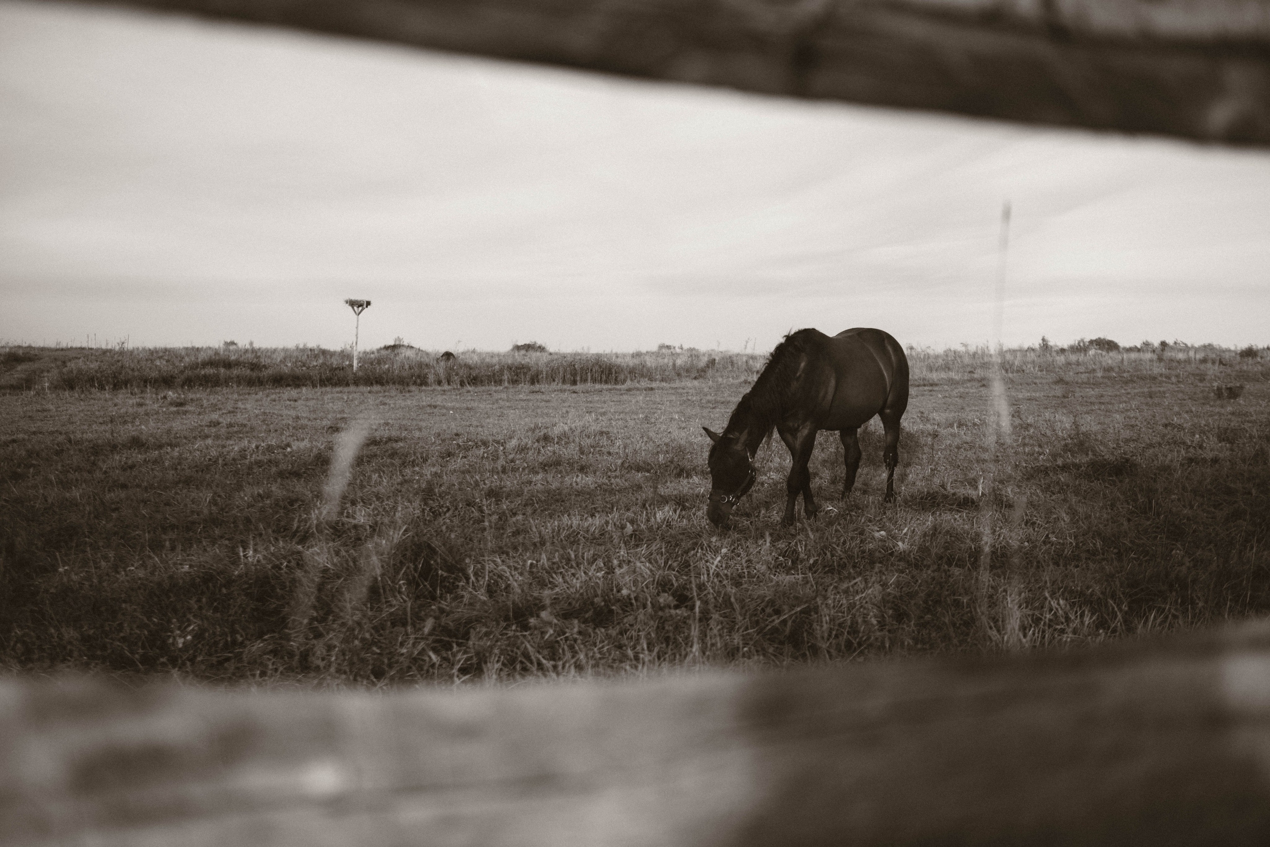 Саша, Ксюша и Мирон. Семейный фотограф в Санкт-Петербурге Дарья Косянчук