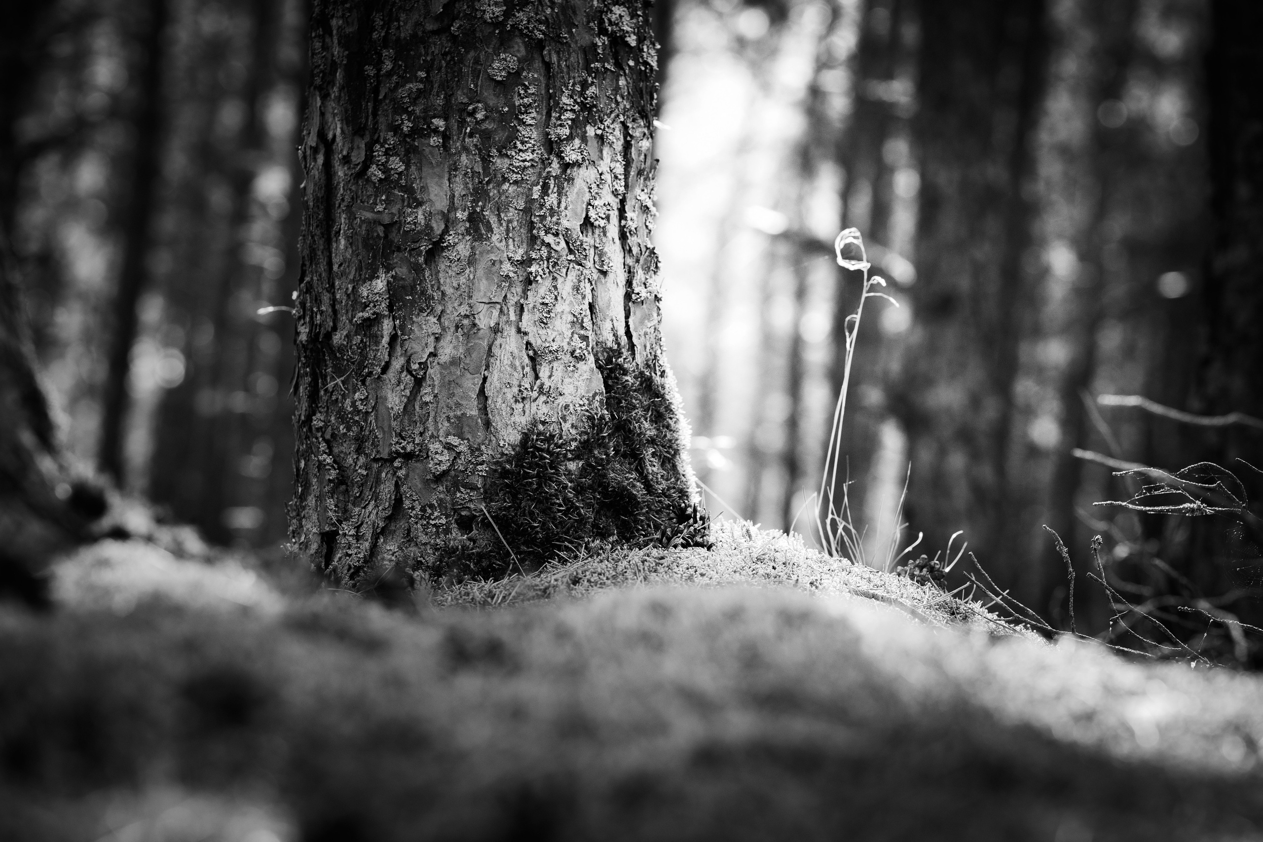 Чем дальше в лес. KRUTOVA_фотографирую жизнь