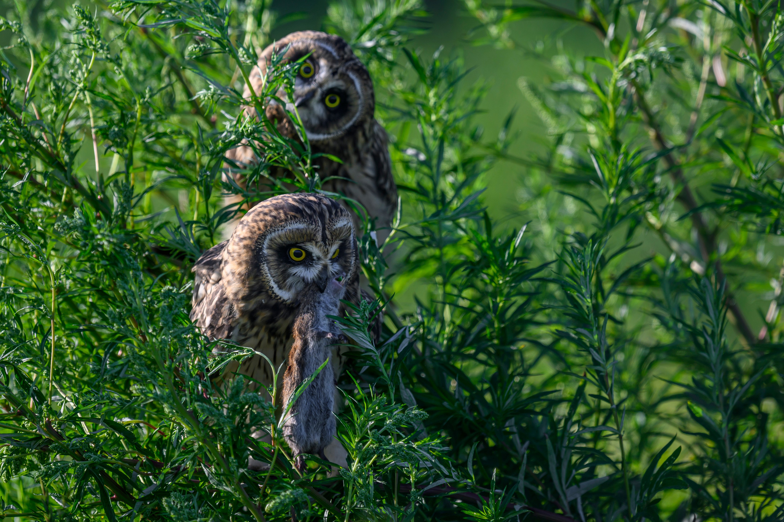 Short eared owl. Wildlife photography by Sergey Puponin