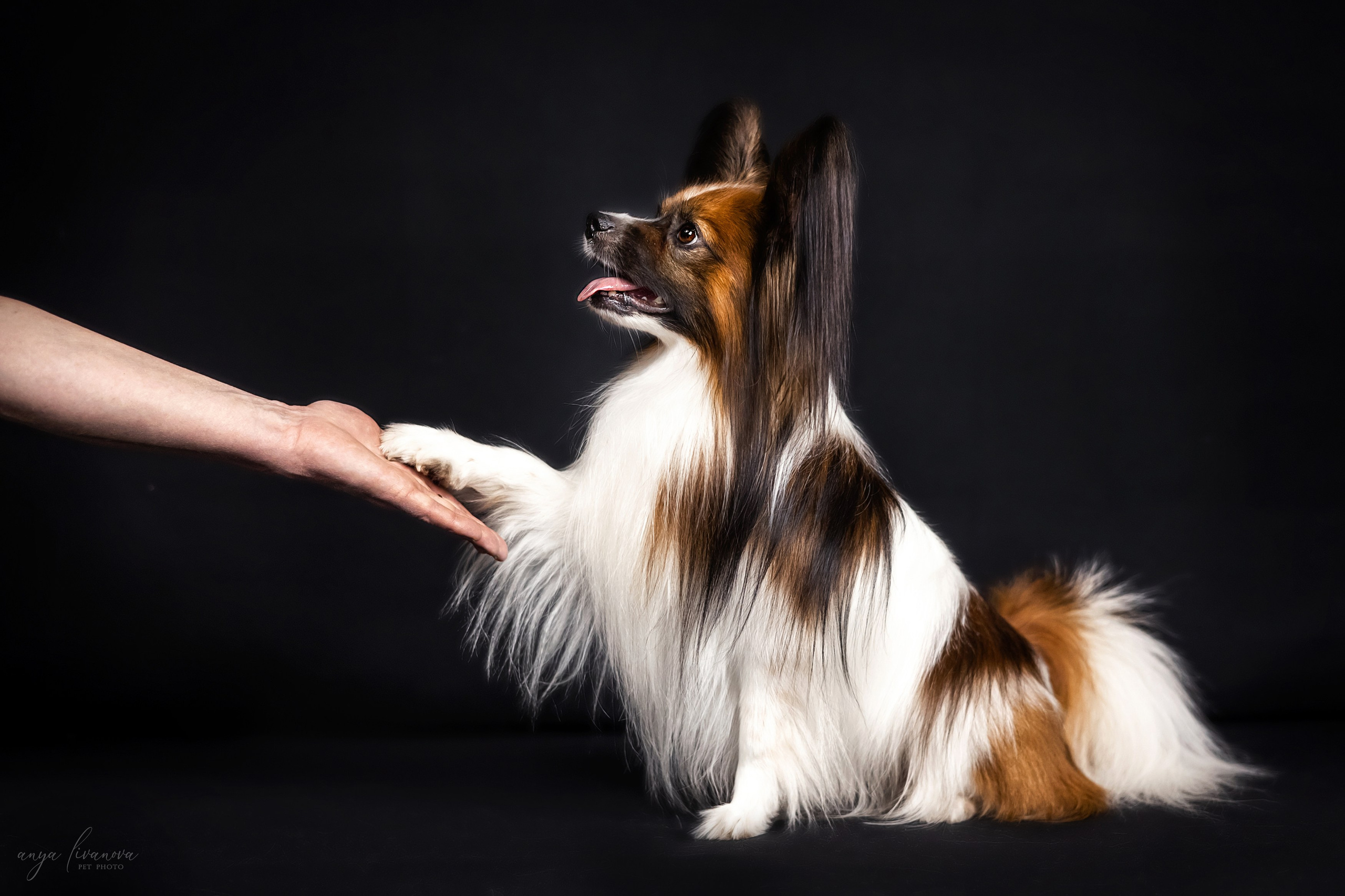 Террик. Фотограф анималист Аня Ливанова | Рыбинск