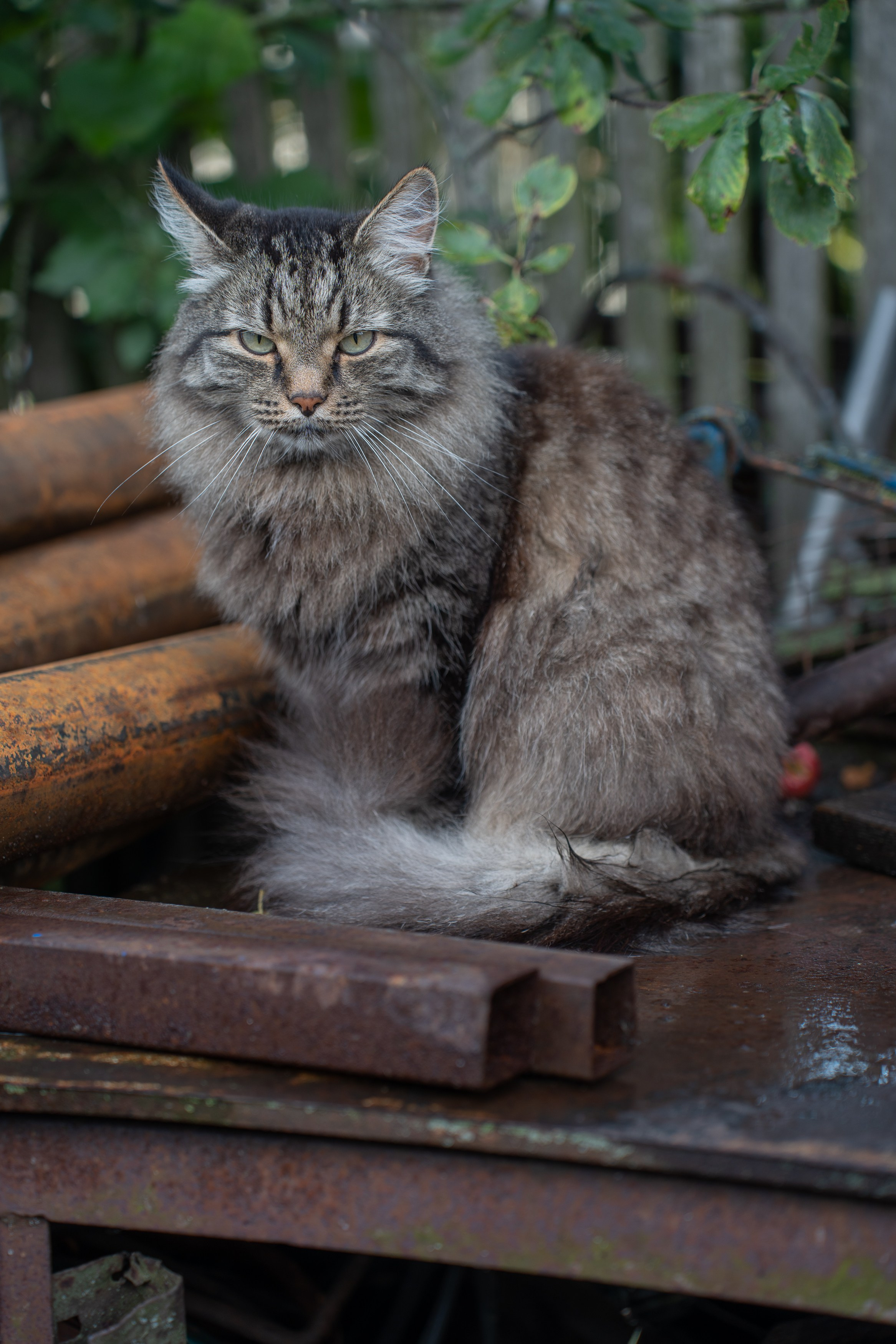 Анимализм. Портретный фотограф Олеся Владимирова в Москве