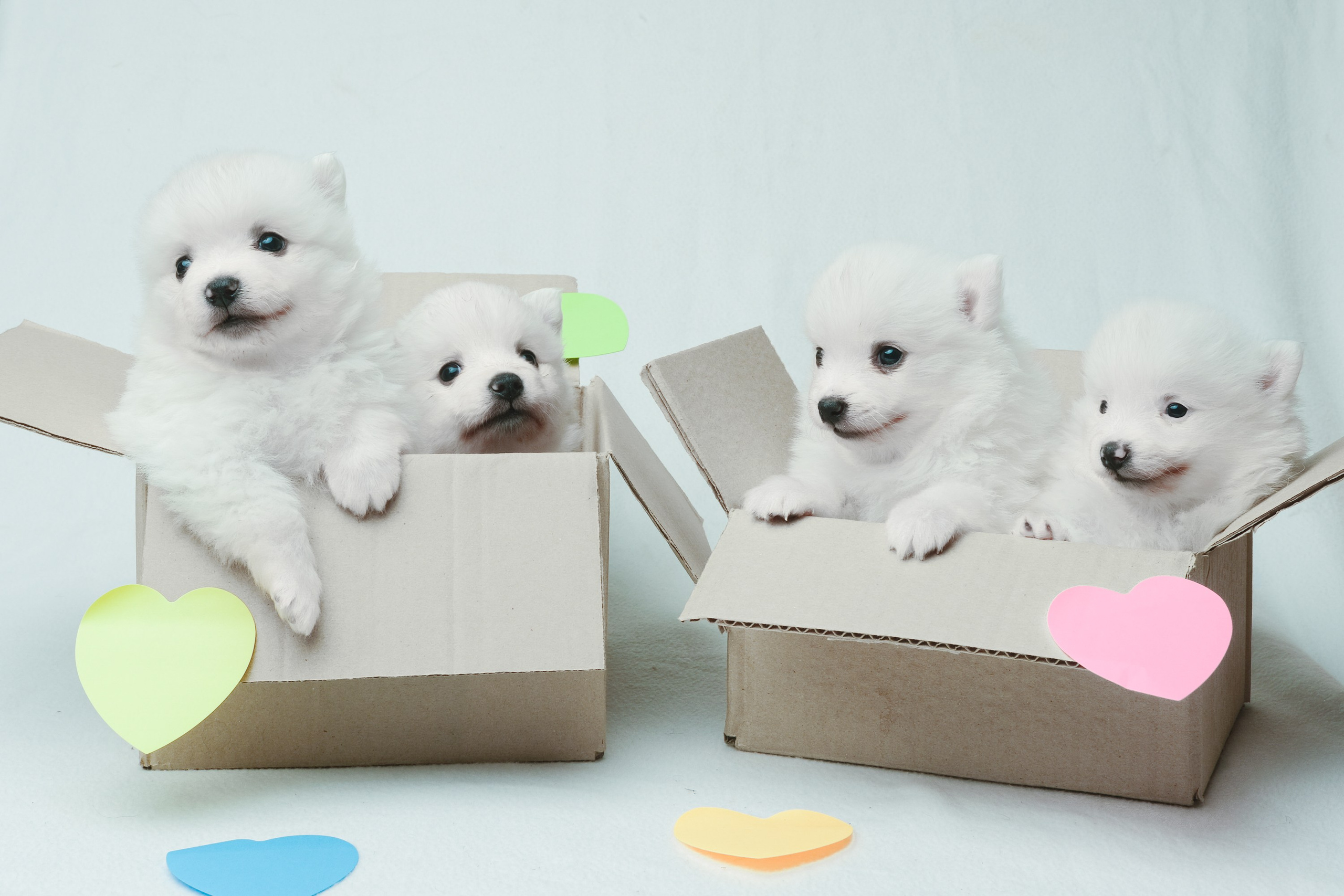 Щенки. Портретный и семейный фотограф в Перми Лена Лоза. Портрет для бизнеса
