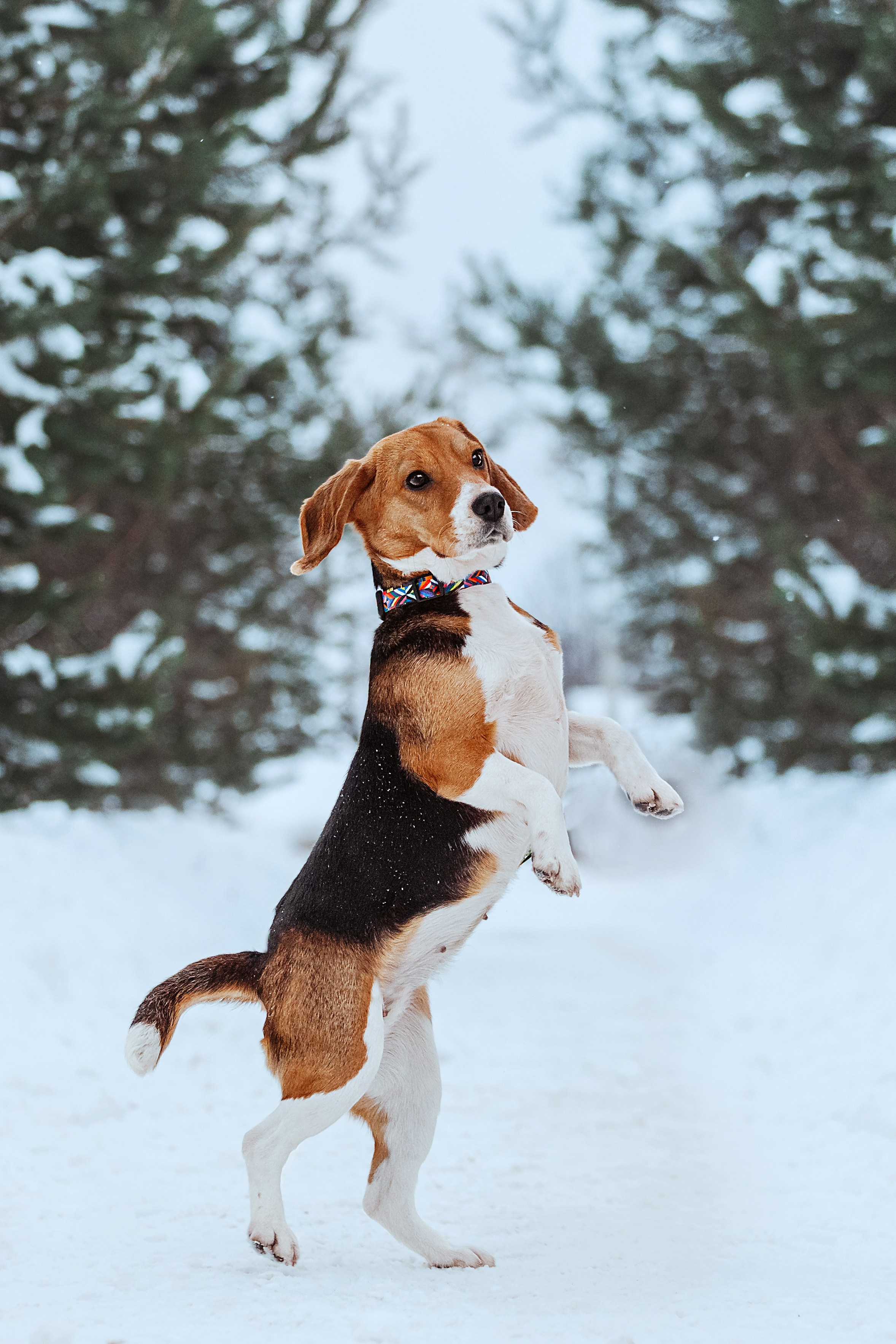 Дом для Биглей 2023. Фотограф-анималист Татьяна Степанова