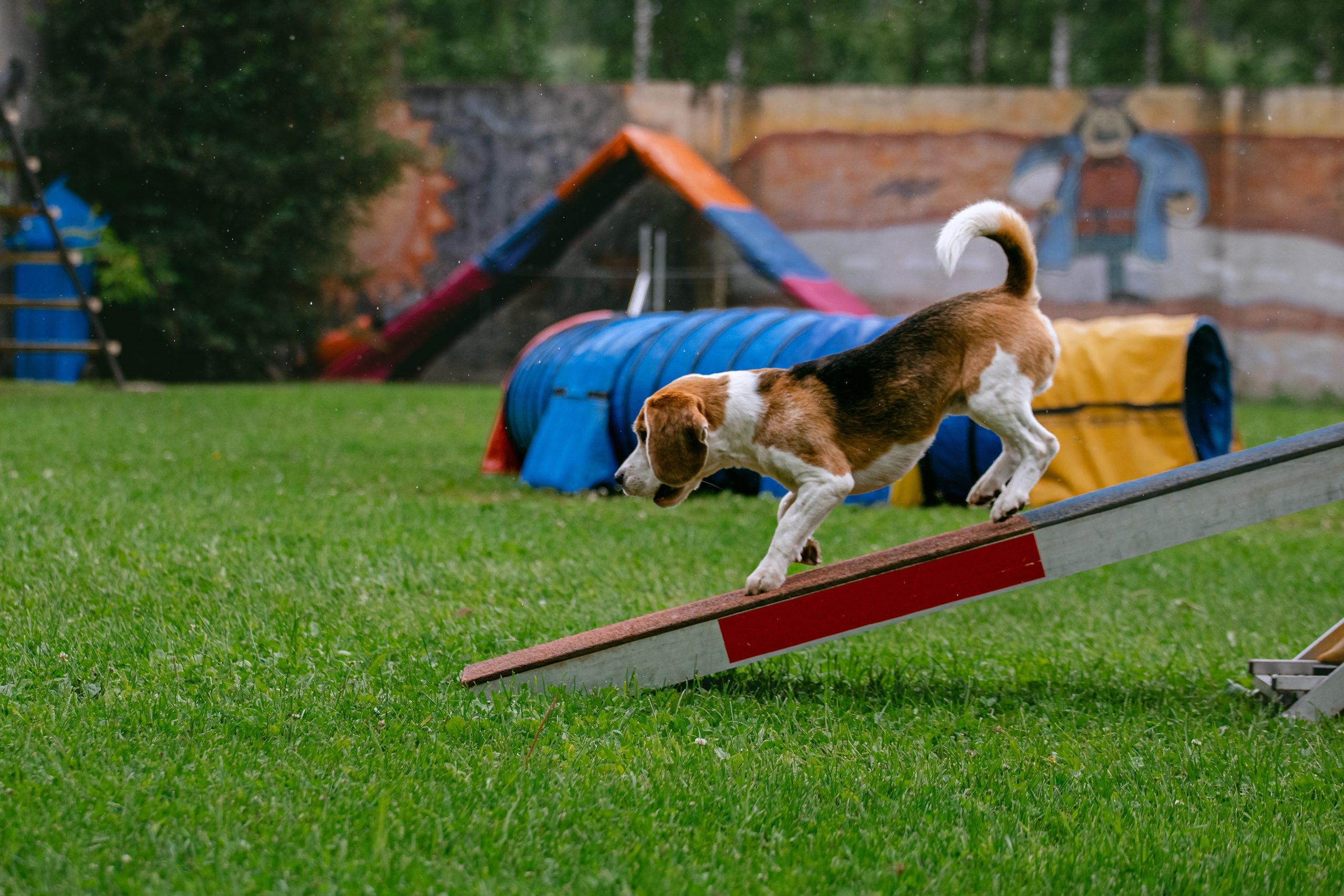 Соревнования по аджилити Долгопрудный 30.06.2025. Фотограф-анималист Татьяна Степанова
