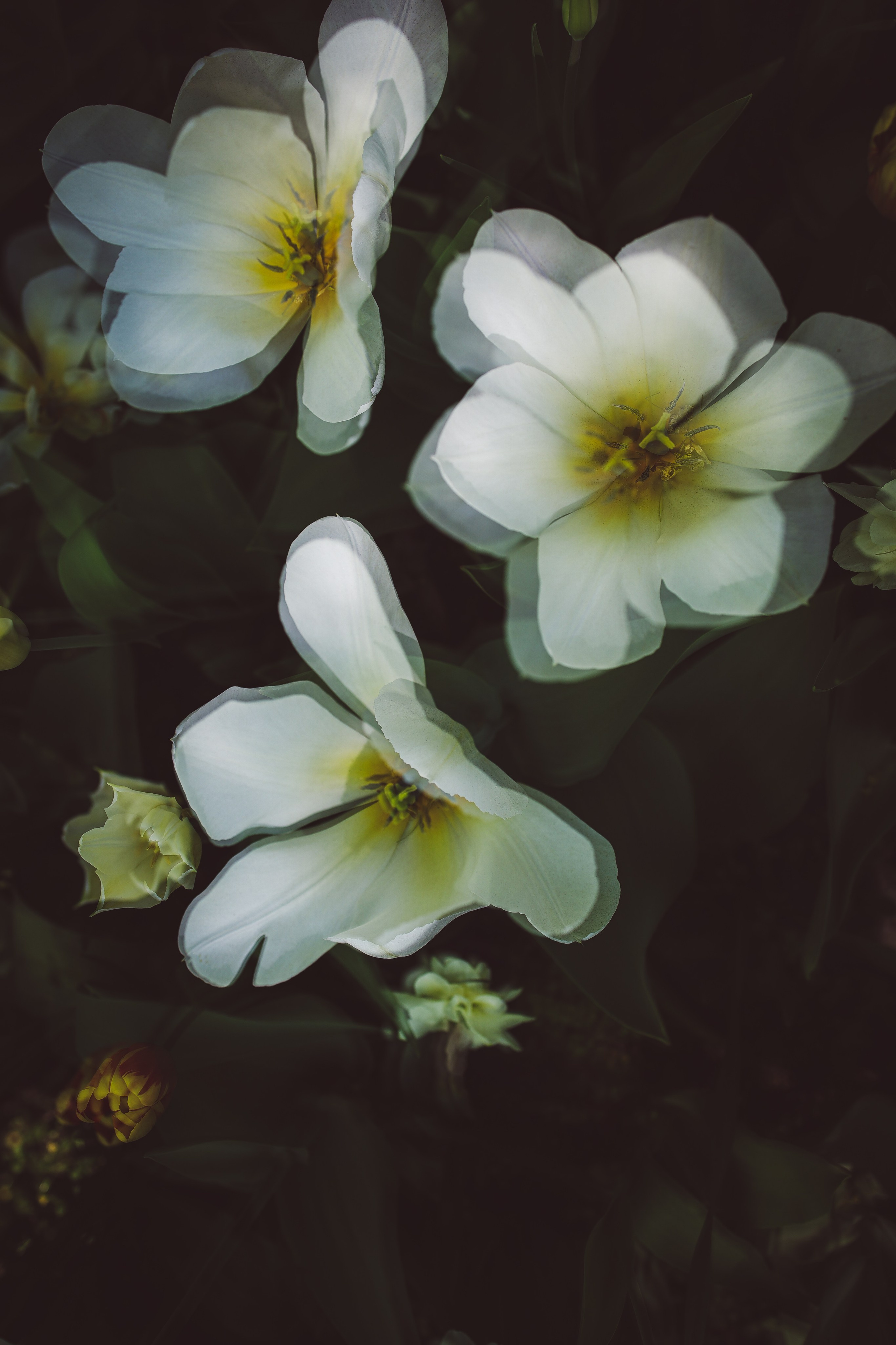 Природа &. Фотохудожник в СПб