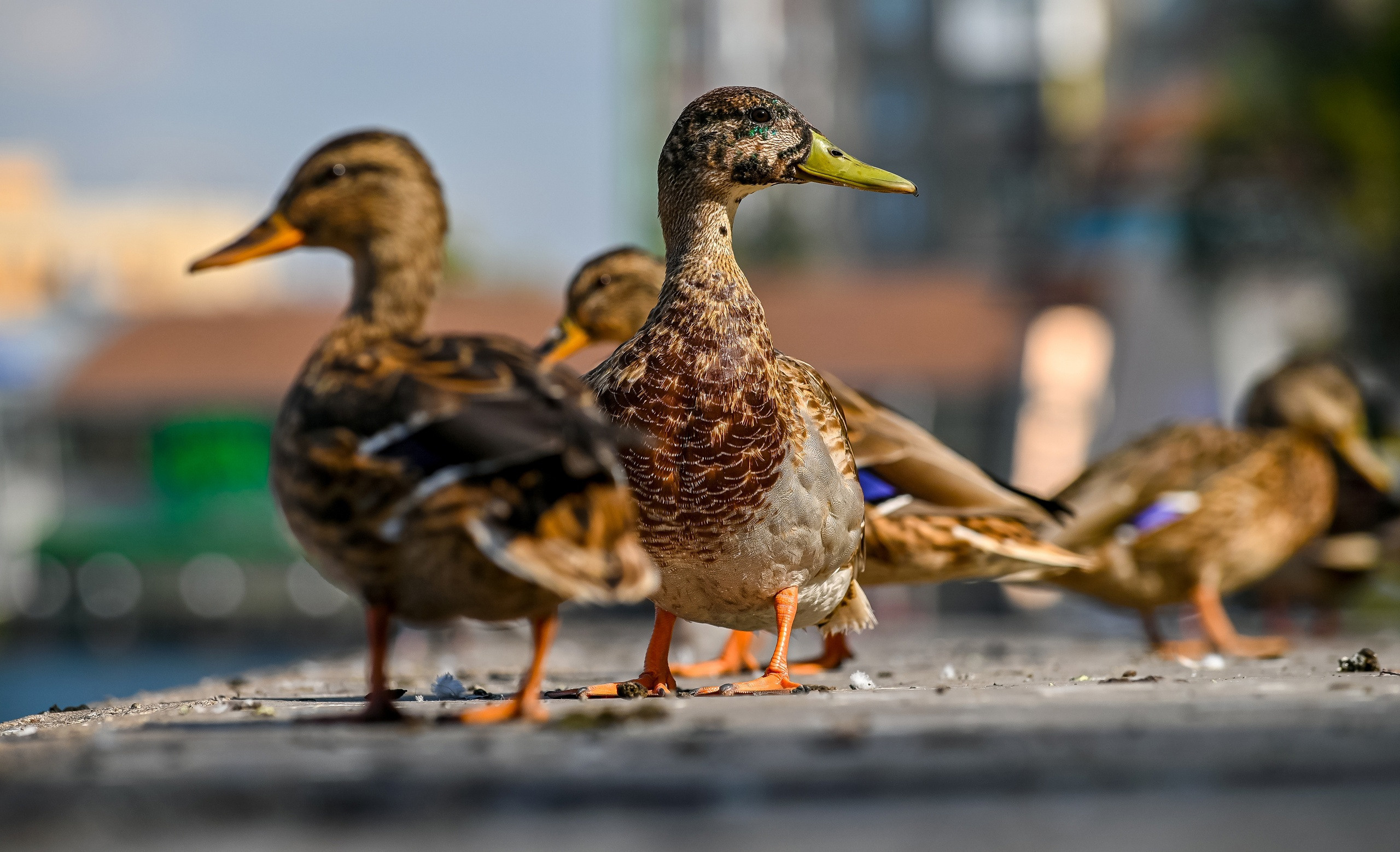 Осенняя фотопрогулка по городу Н 17.09.2022. Репортажный профессиональный фотограф-любитель