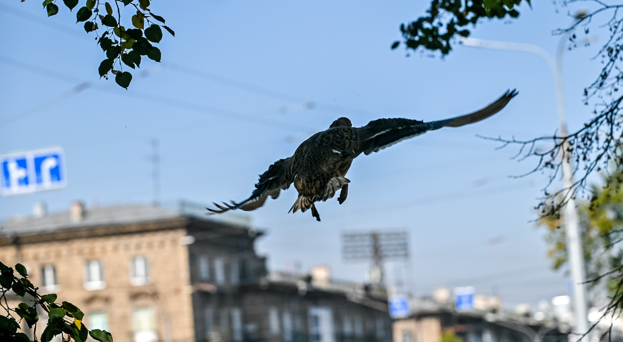 Осенняя фотопрогулка по городу Н 17.09.2022. Репортажный профессиональный фотограф-любитель