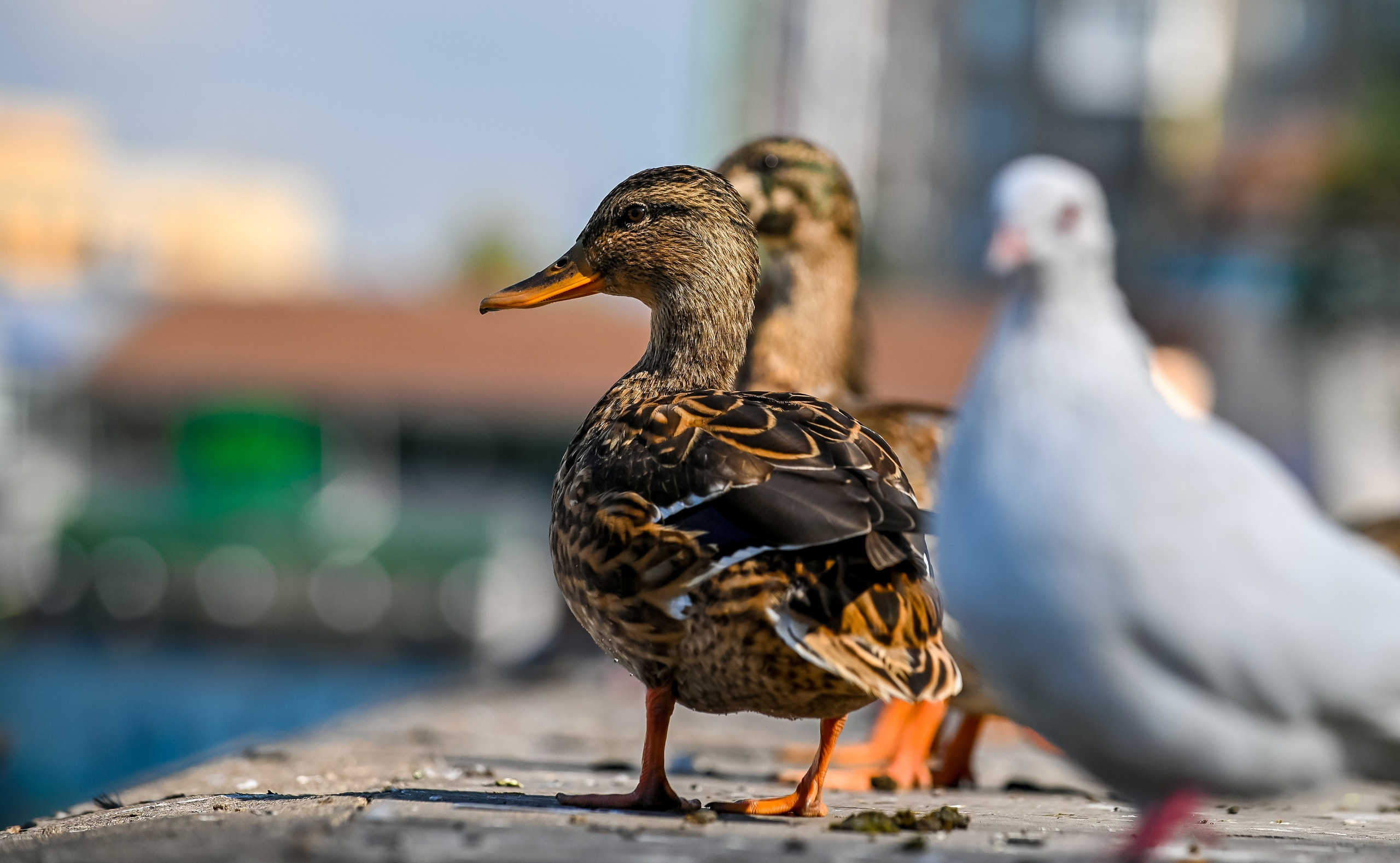 Осенняя фотопрогулка по городу Н 17.09.2022. Репортажный профессиональный фотограф-любитель