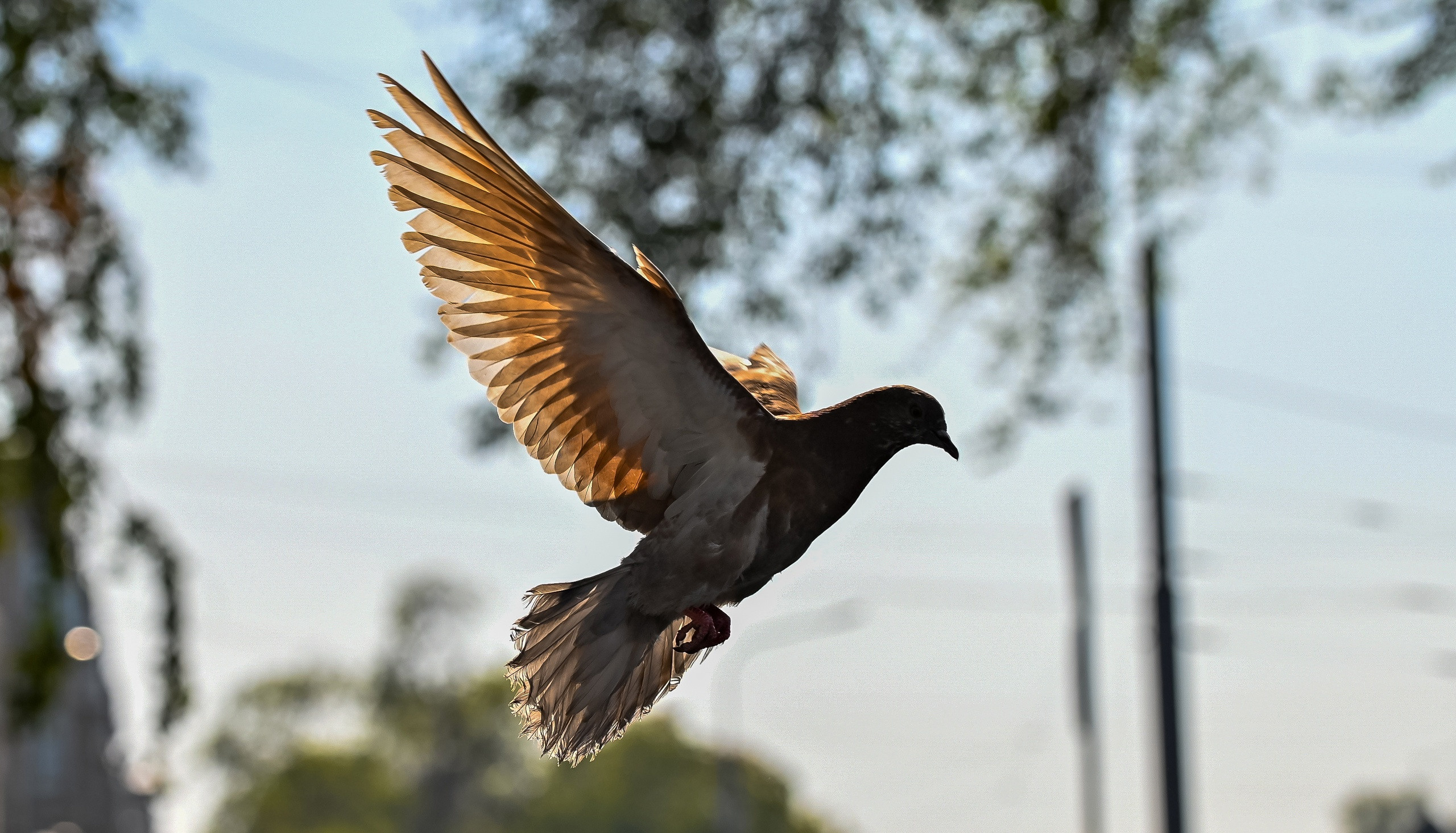 Осенняя фотопрогулка по городу Н 17.09.2022. Репортажный профессиональный фотограф-любитель