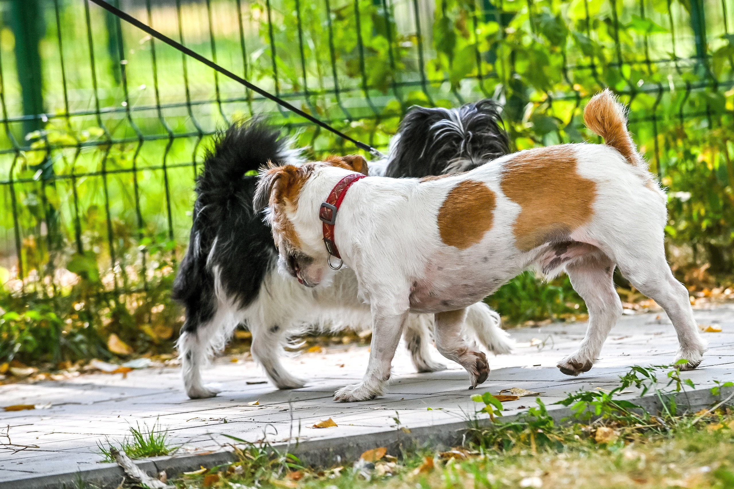 Прогулка фотоклуба «Мотив» 04.09.2022. Репортажный профессиональный фотограф-любитель