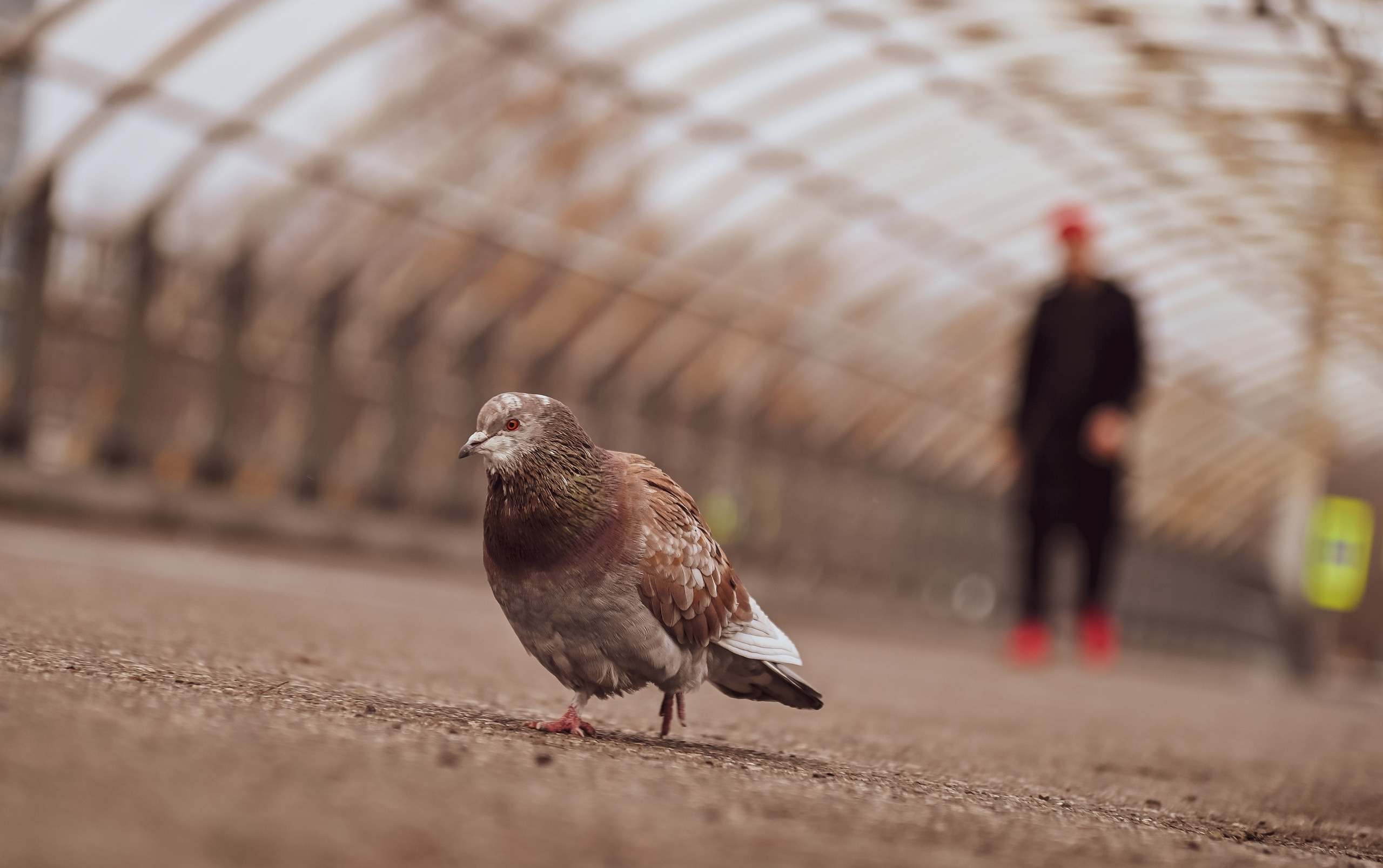 Осенний променад с Сергеем Ермаковым… 29.10.2022. Репортажный профессиональный фотограф-любитель