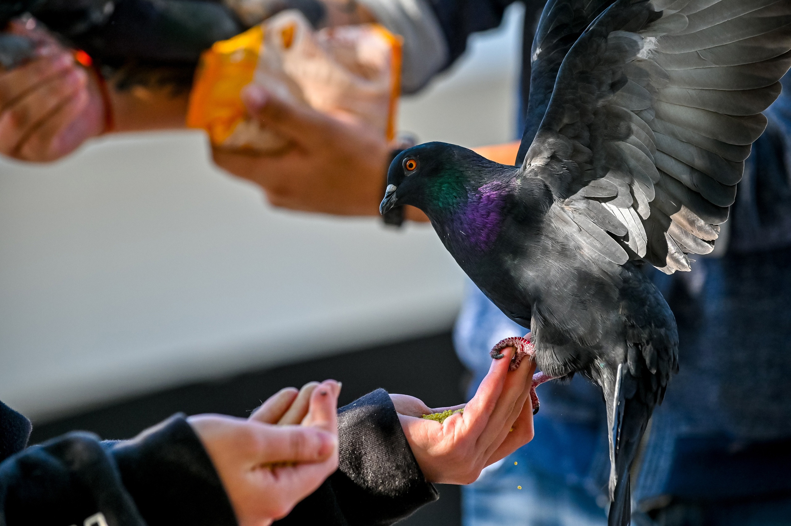 Осенняя фотопрогулка по городу Н 17.09.2022. Репортажный профессиональный фотограф-любитель
