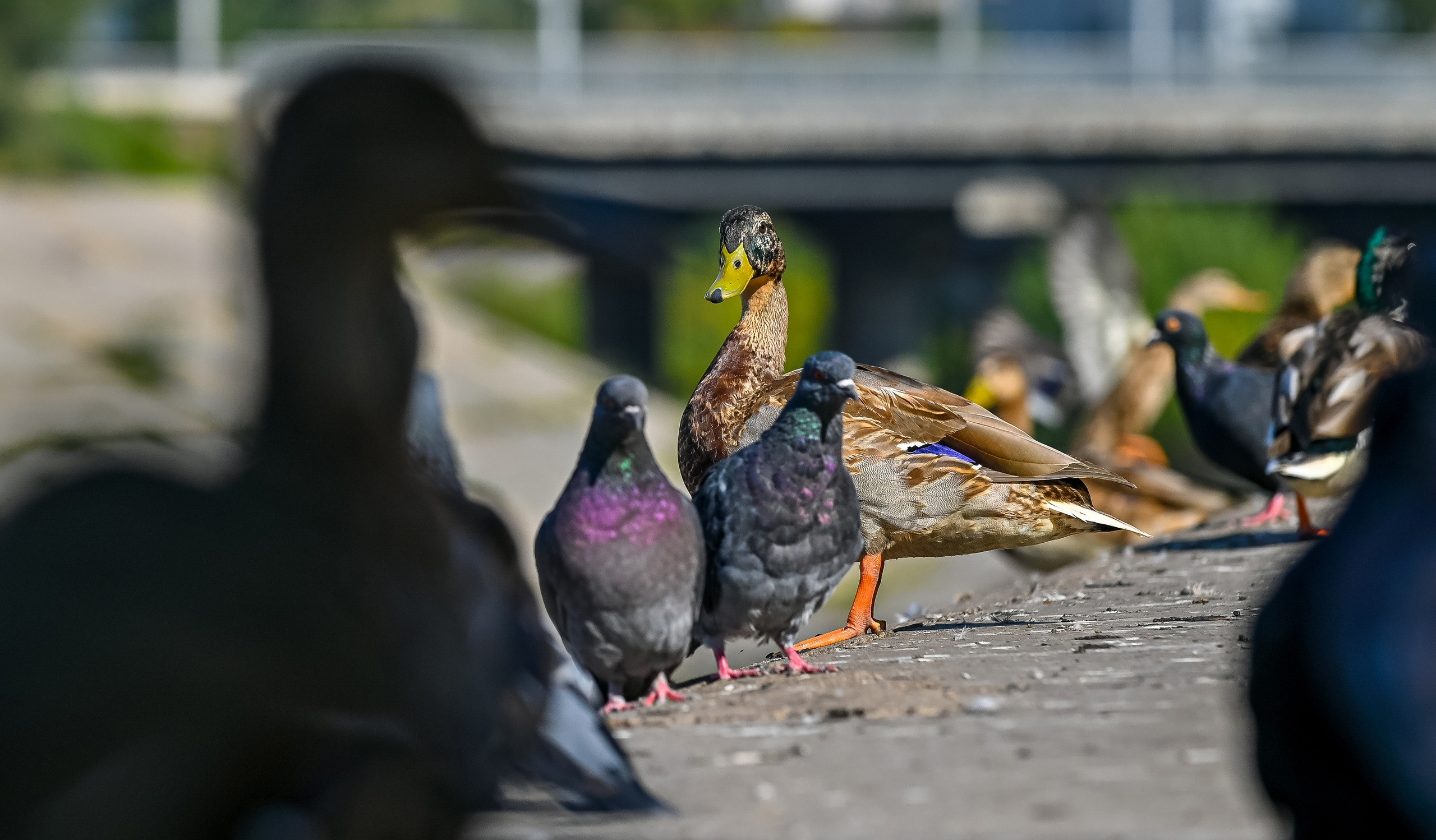 Осенняя фотопрогулка по городу Н 17.09.2022. Репортажный профессиональный фотограф-любитель