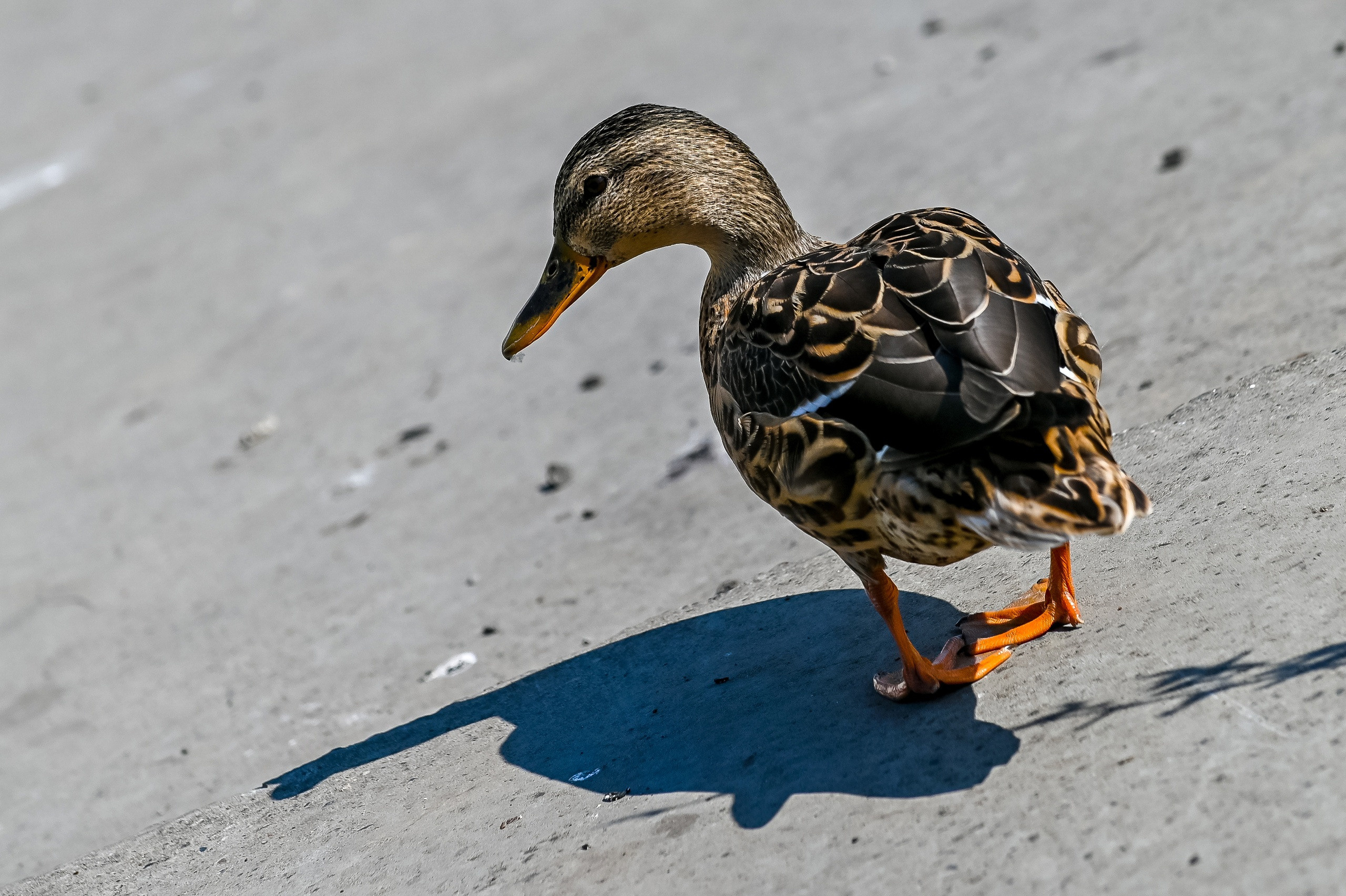 Осенняя фотопрогулка по городу Н 17.09.2022. Репортажный профессиональный фотограф-любитель